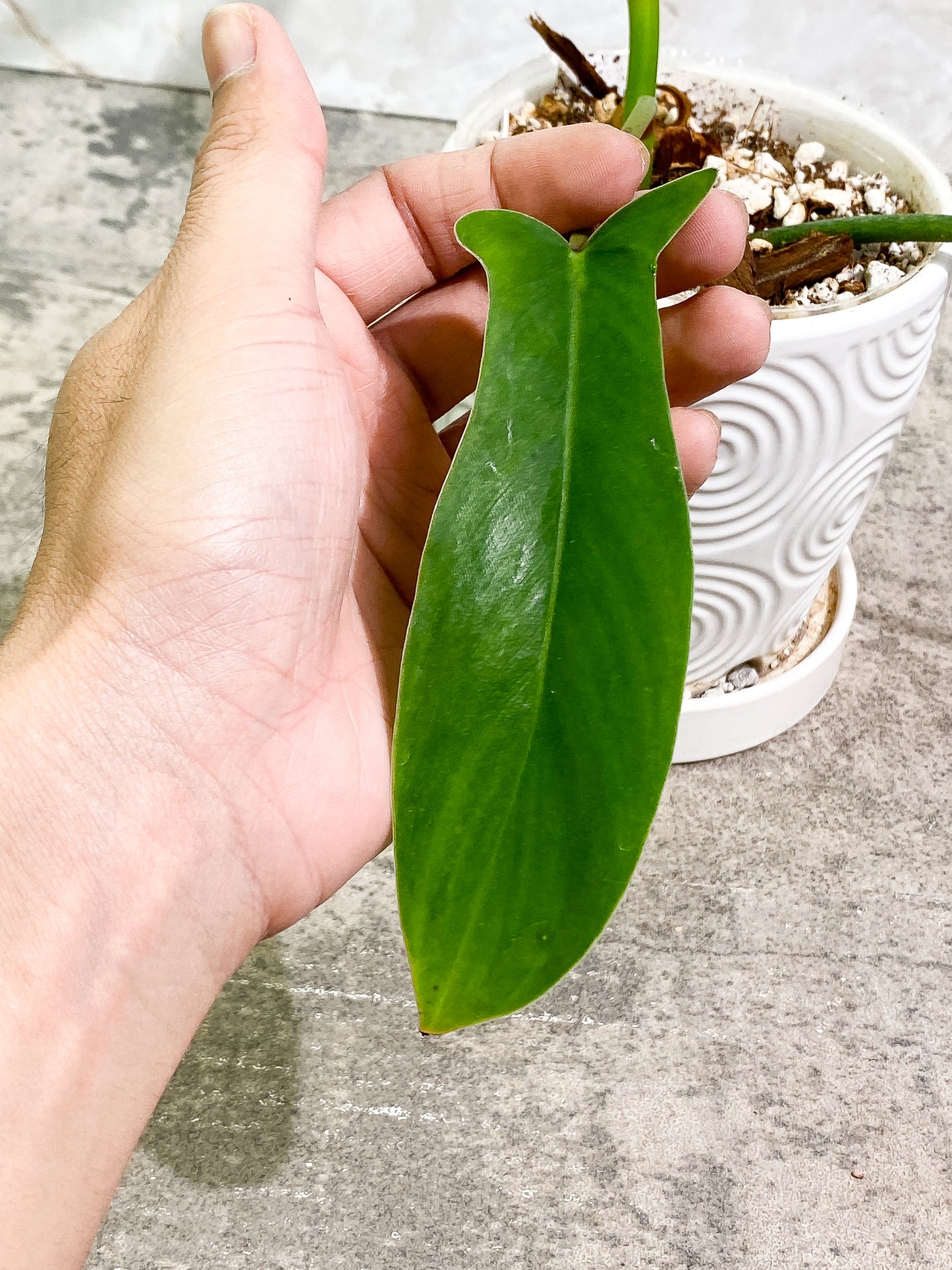 Philodendron 69686 3 leaves 1 sprout slightly rooted