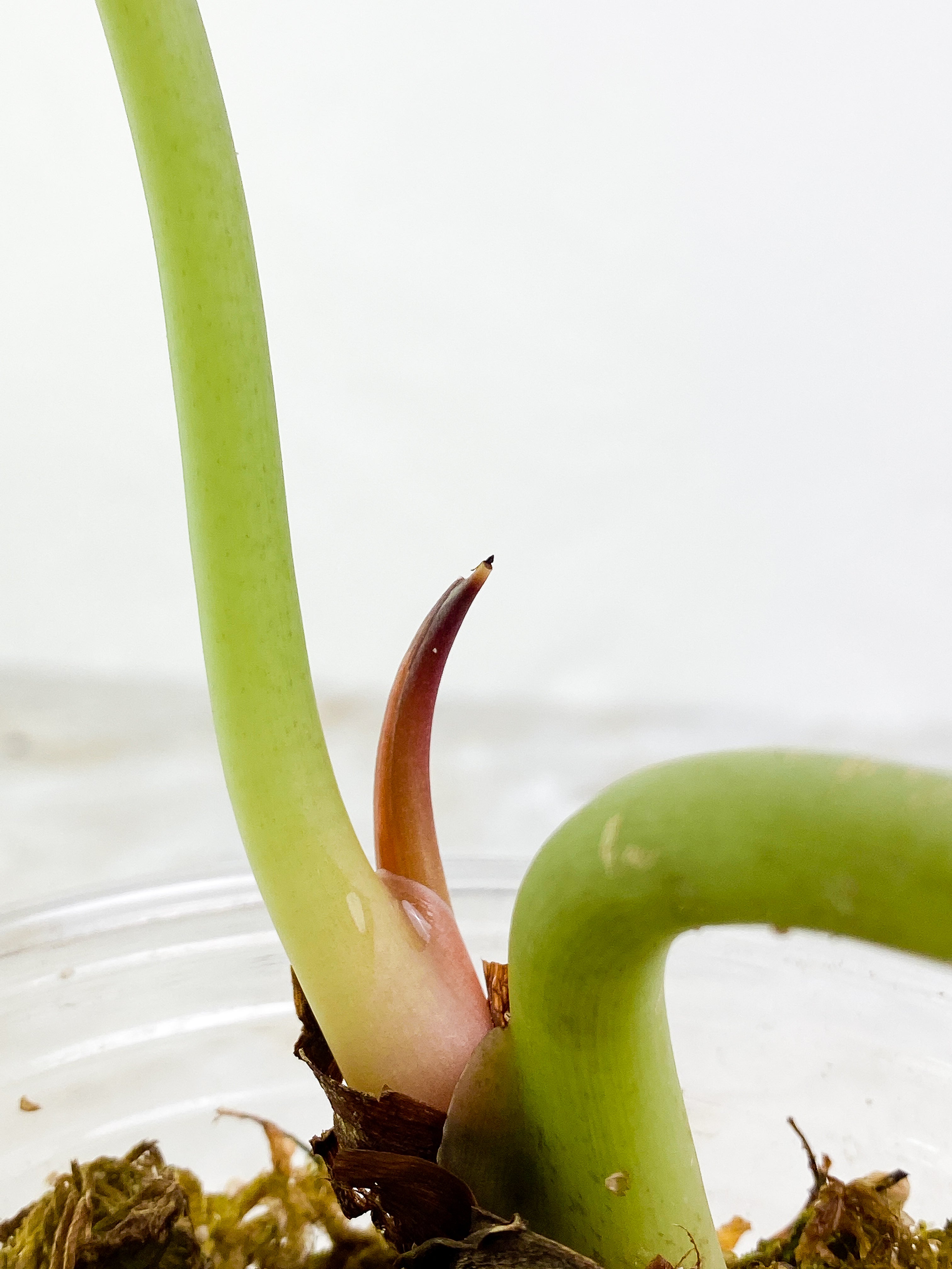 Alocasia cuprea medium 2 huge leaves 1 sprout rooted