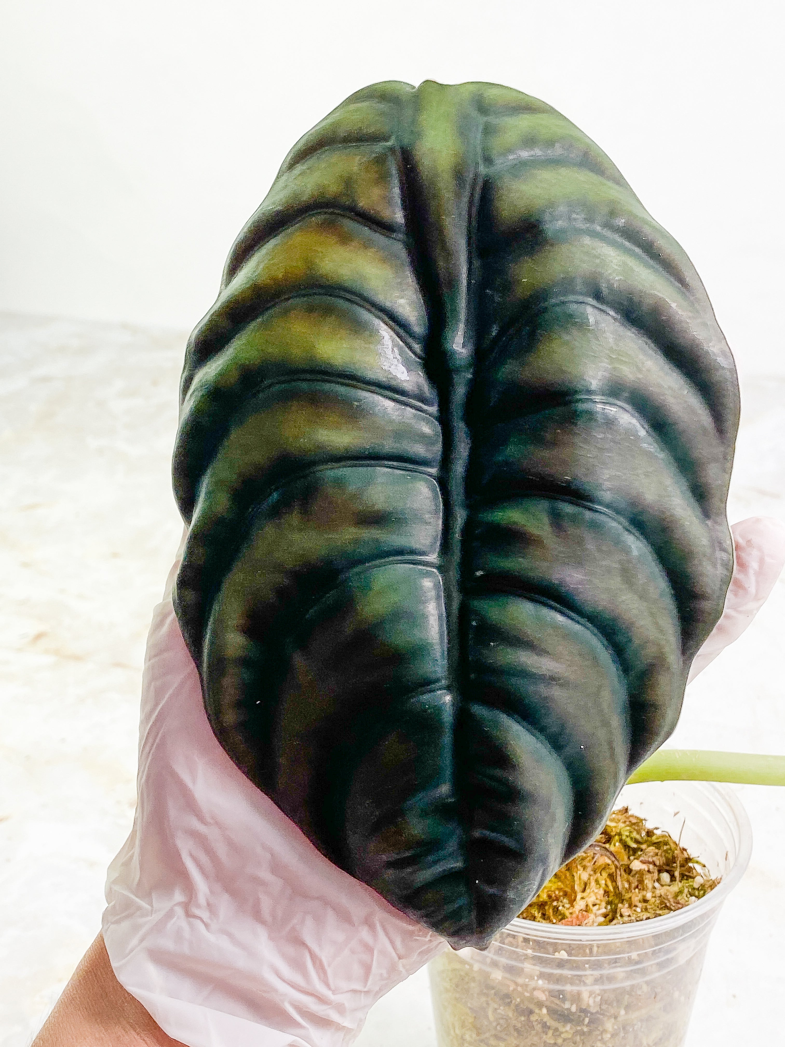 Alocasia cuprea medium 2 huge leaves 1 sprout rooted