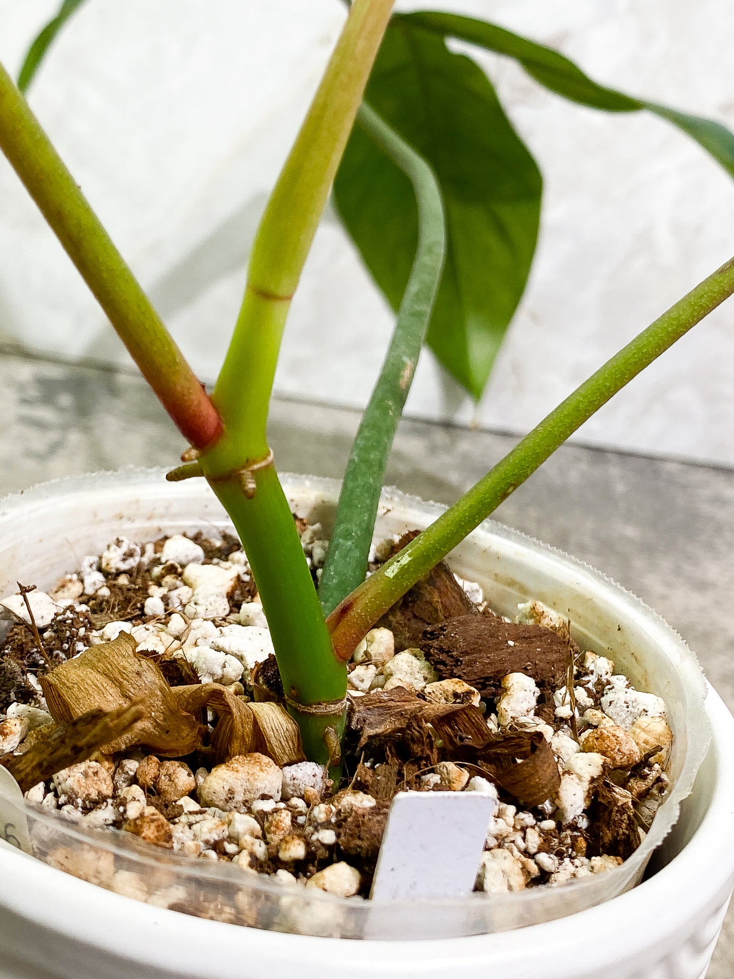 Philodendron 69686 3 leaves 1 sprout slightly rooted