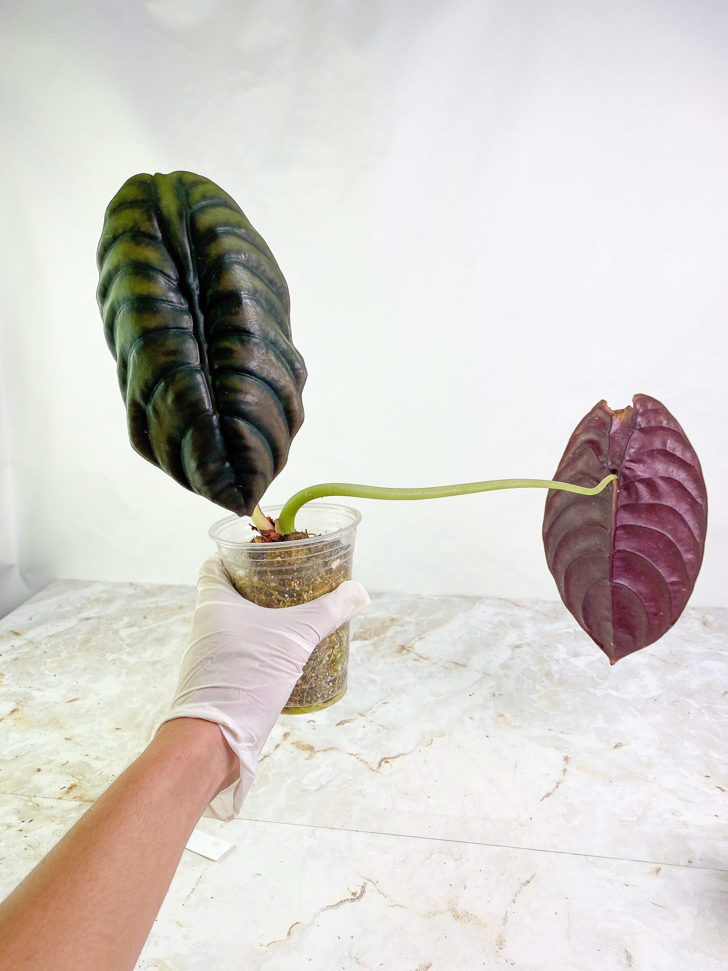 Alocasia cuprea medium 2 huge leaves 1 sprout rooted