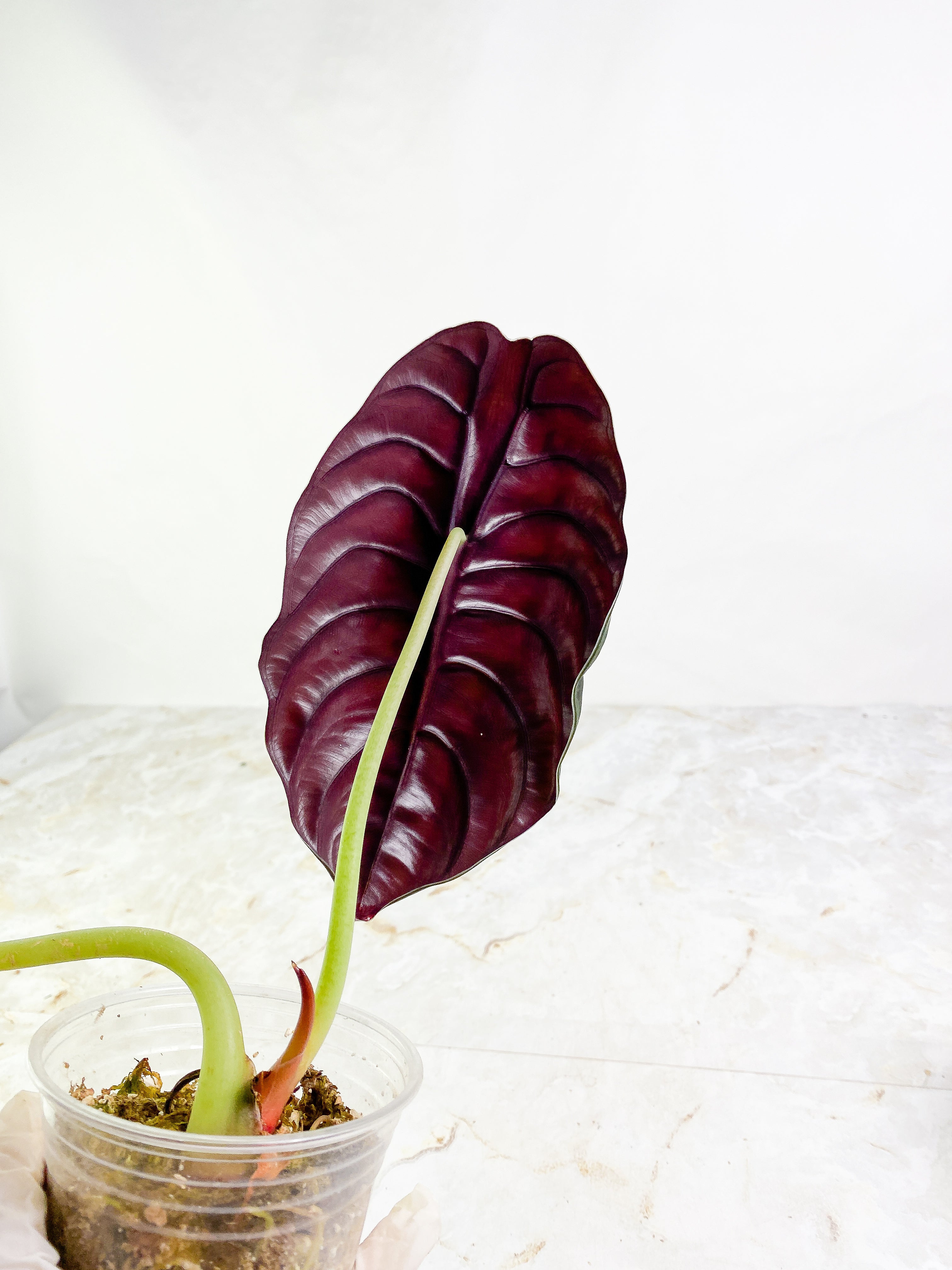 Alocasia cuprea medium 2 huge leaves 1 sprout rooted