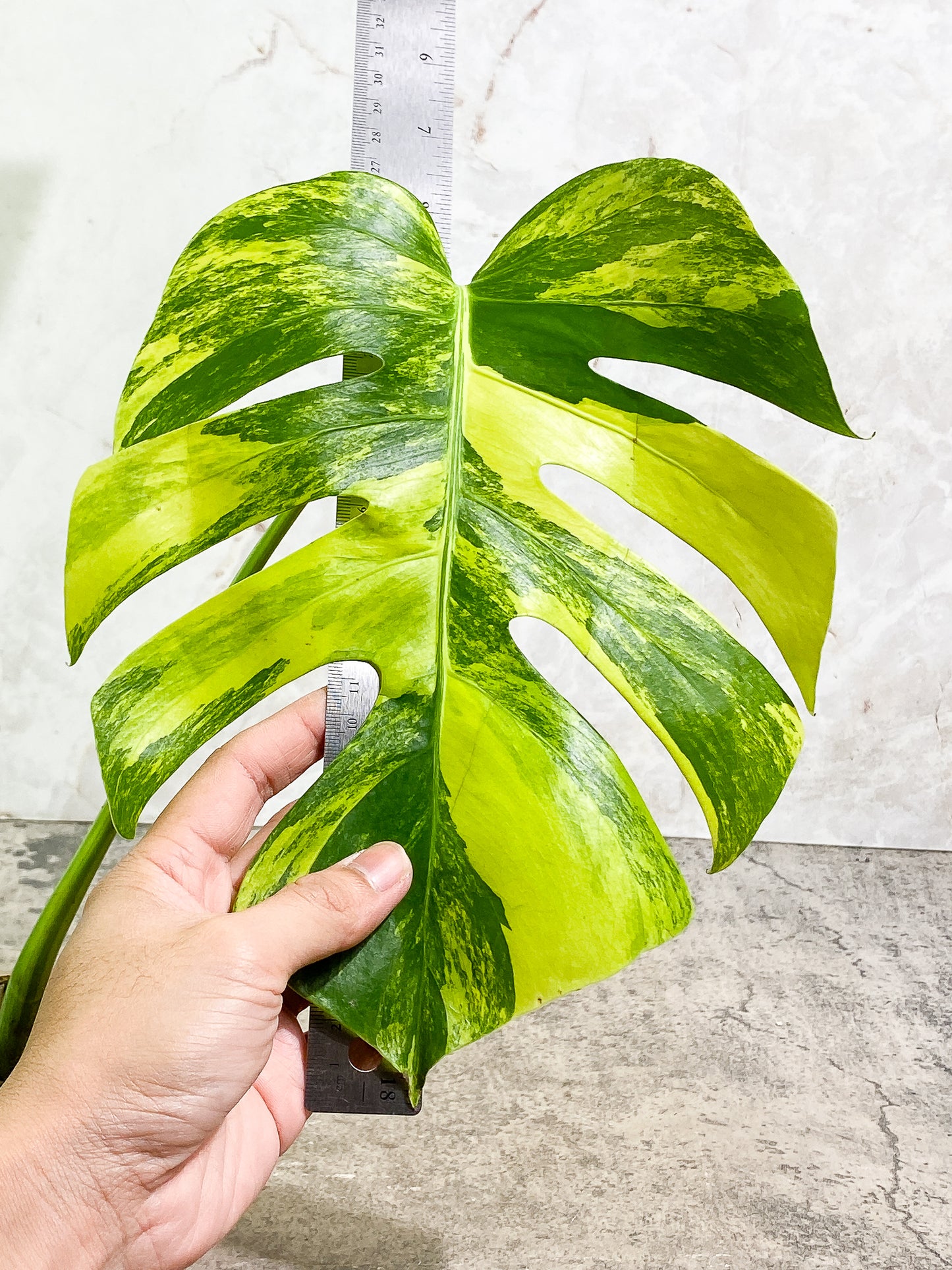 Monstera Aurea  1 leaf slightly rooted