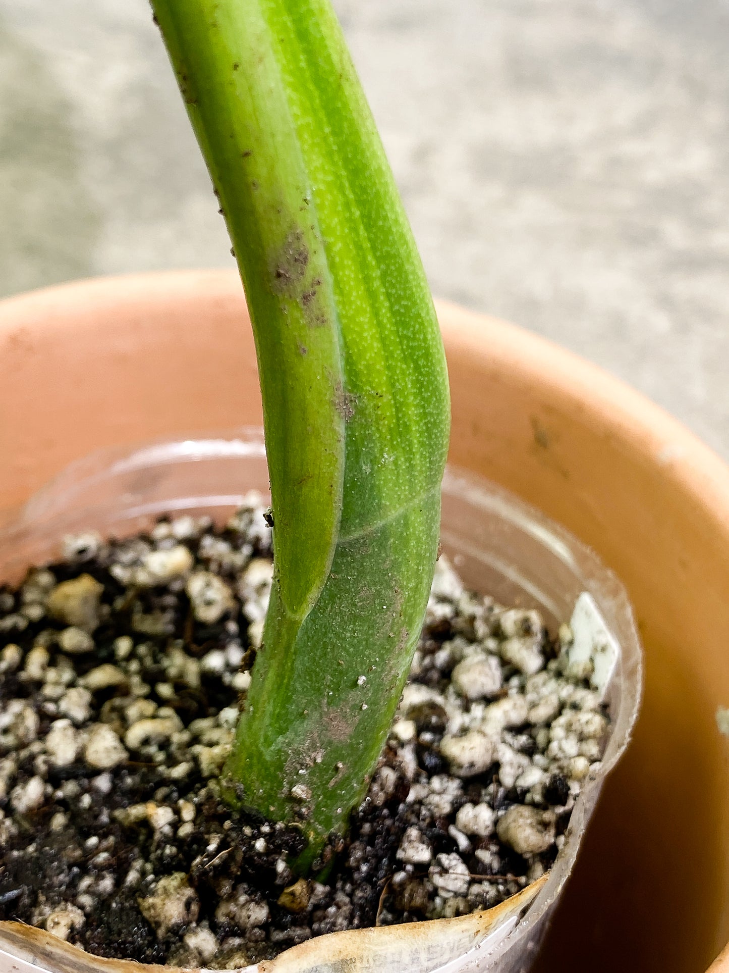 Monstera Aurea  1 leaf slightly rooted