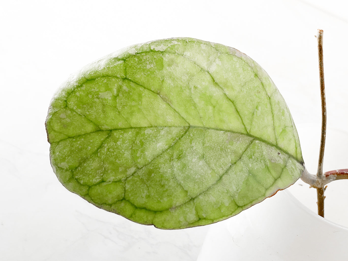 Hoya gps 9303 splash 2 leaves Unrooted