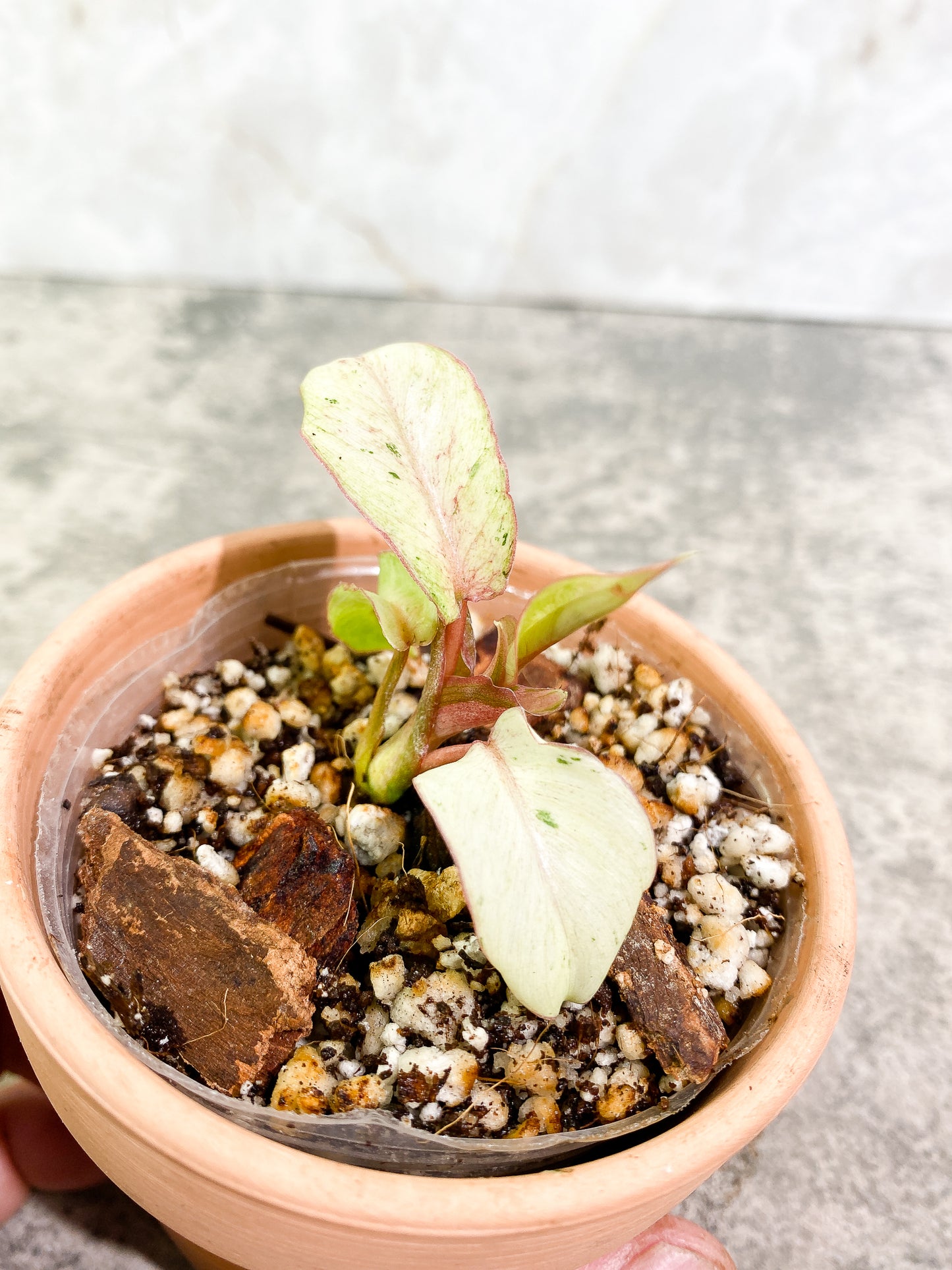 Philodendron Snowdrifts 4 leaves rooting