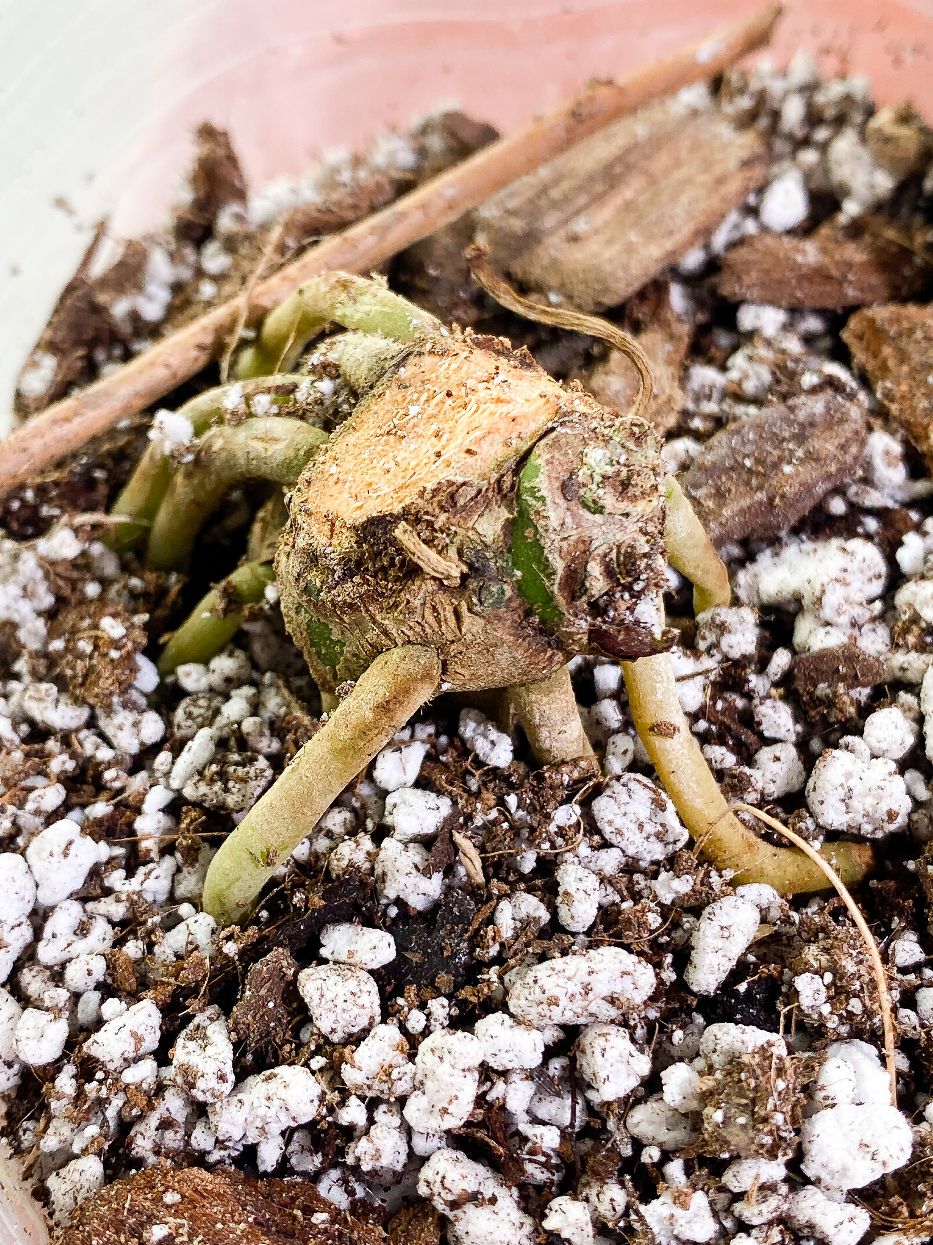 Grower Choice: Anthurium Crystallinum Rooted node