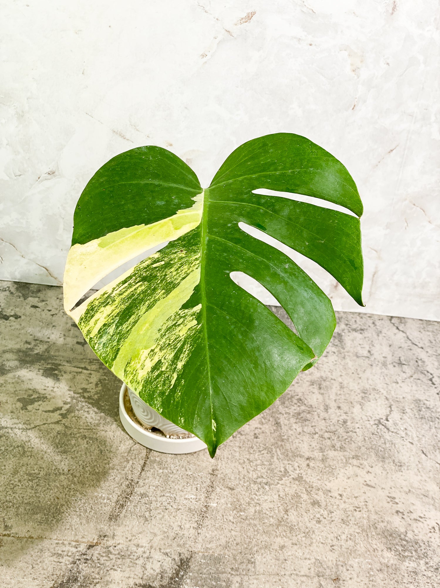 Monstera Aurea 1 leaf fully rooted