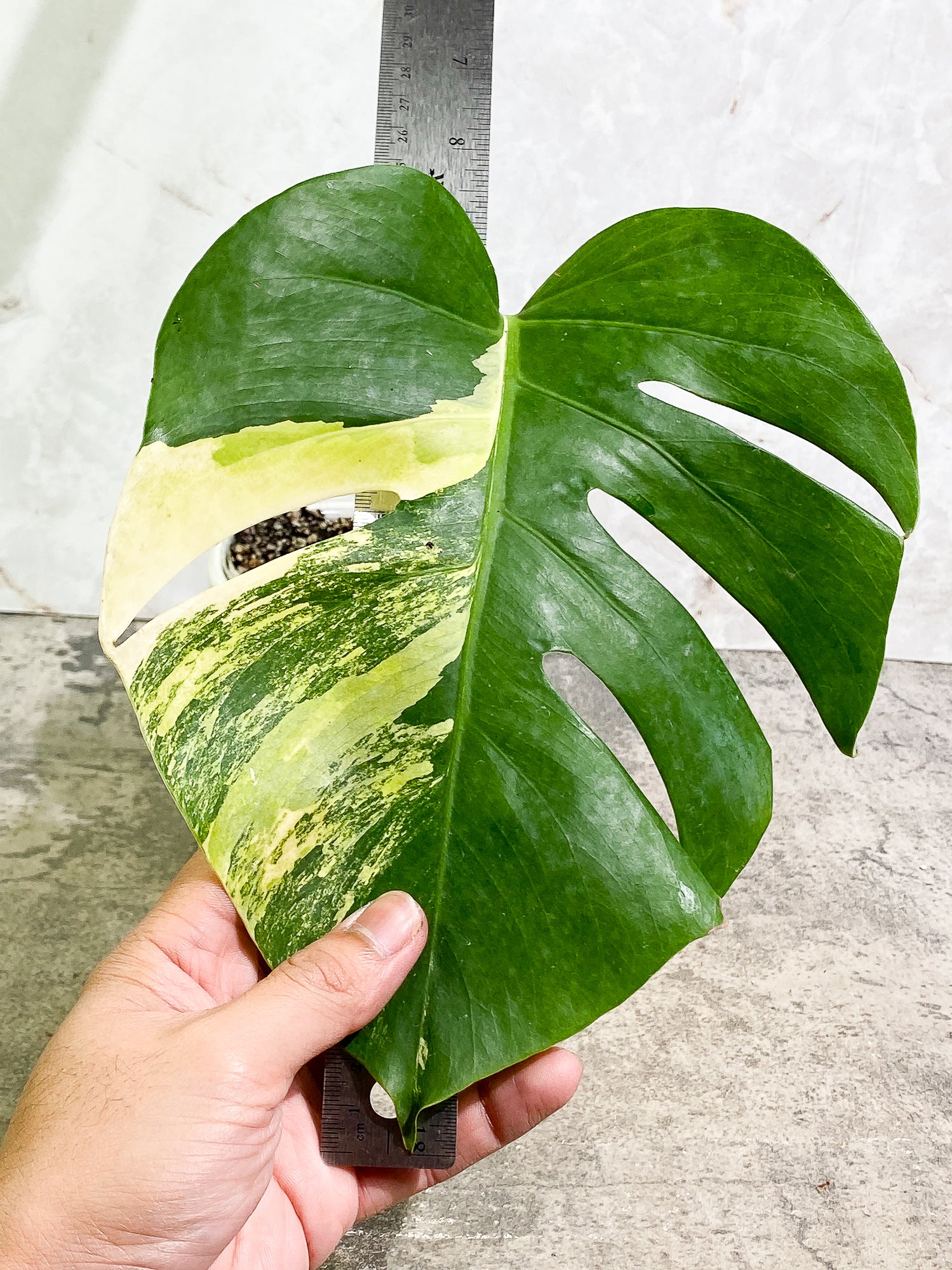 Monstera Aurea 1 leaf fully rooted