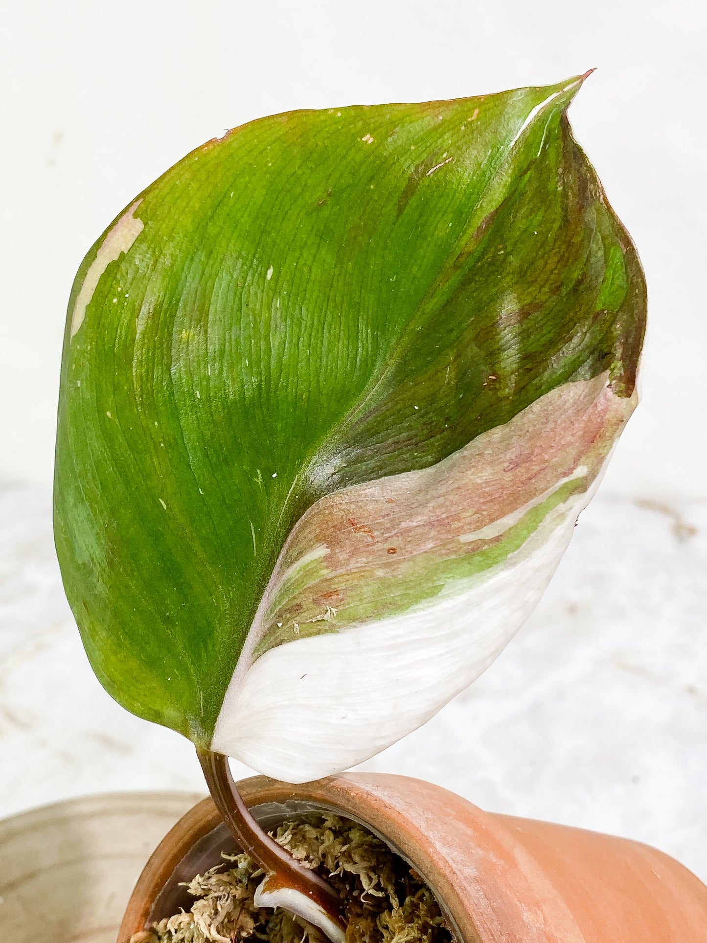 Philodendron white knight tricolor 1 leaf Rooted