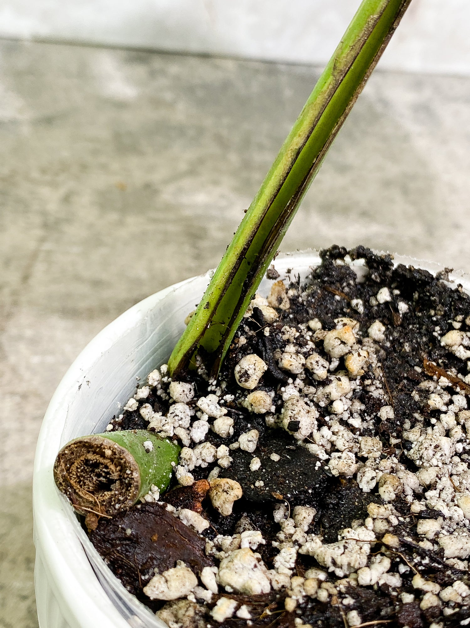 Monstera Aurea 1 leaf fully rooted