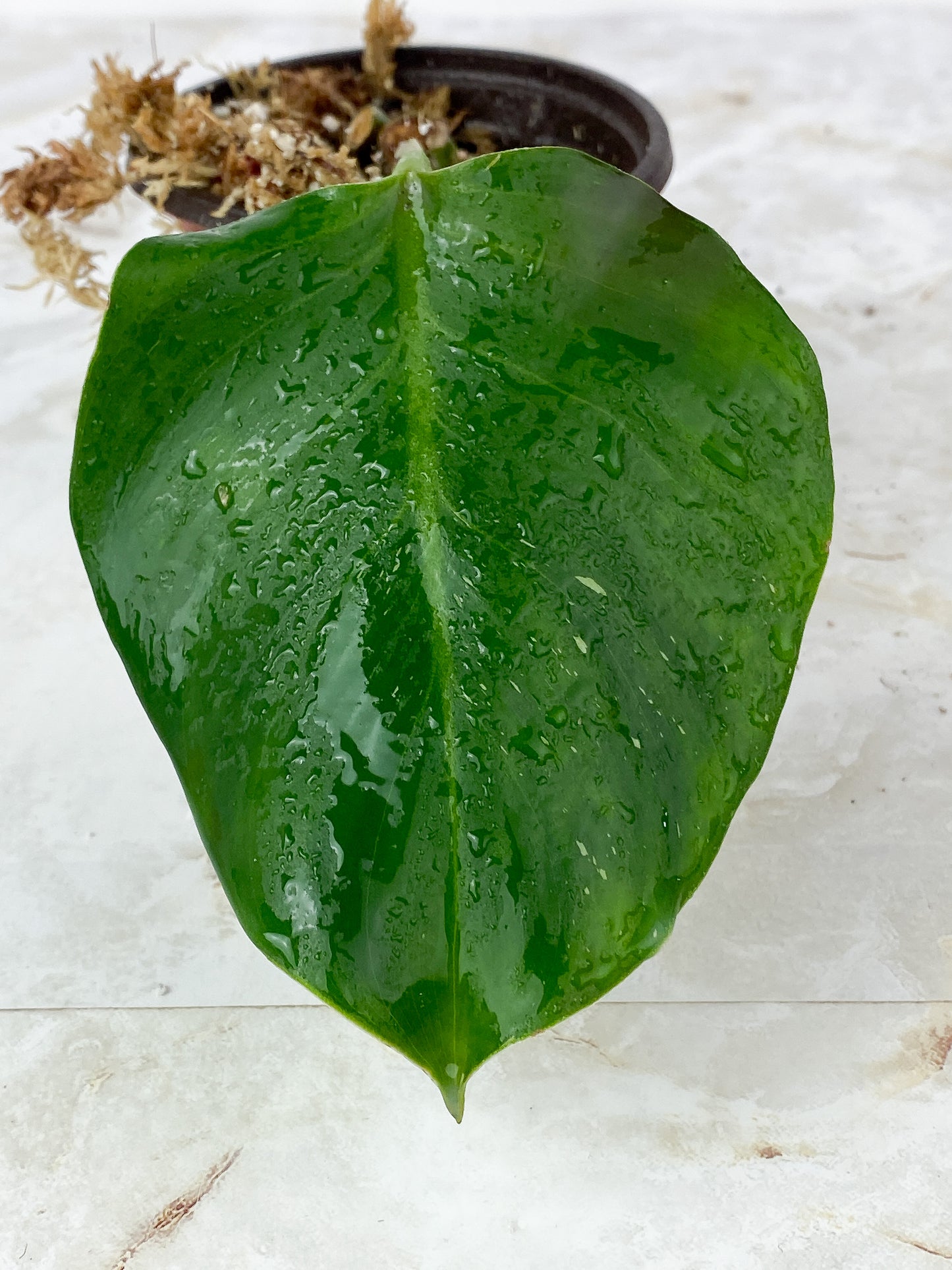 Philodendron White Wizard Rooted Cutting