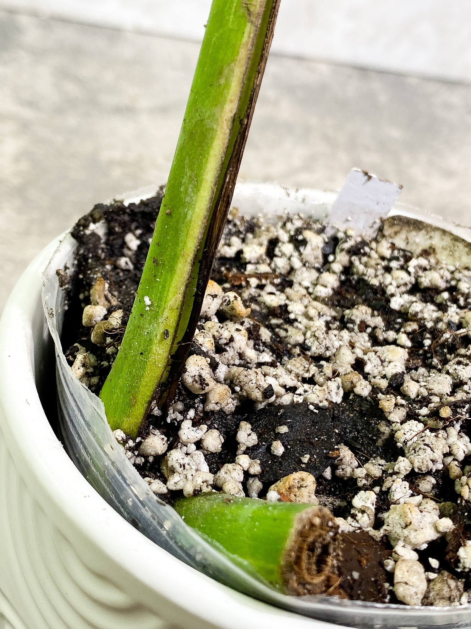 Monstera Aurea 1 leaf fully rooted