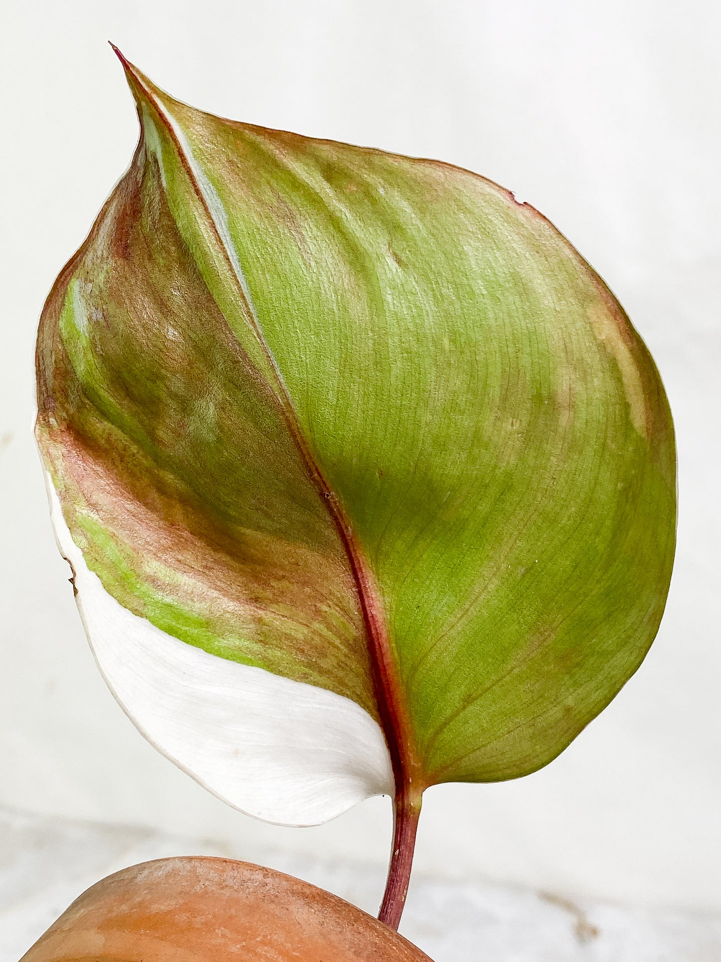Philodendron white knight tricolor 1 leaf Rooted