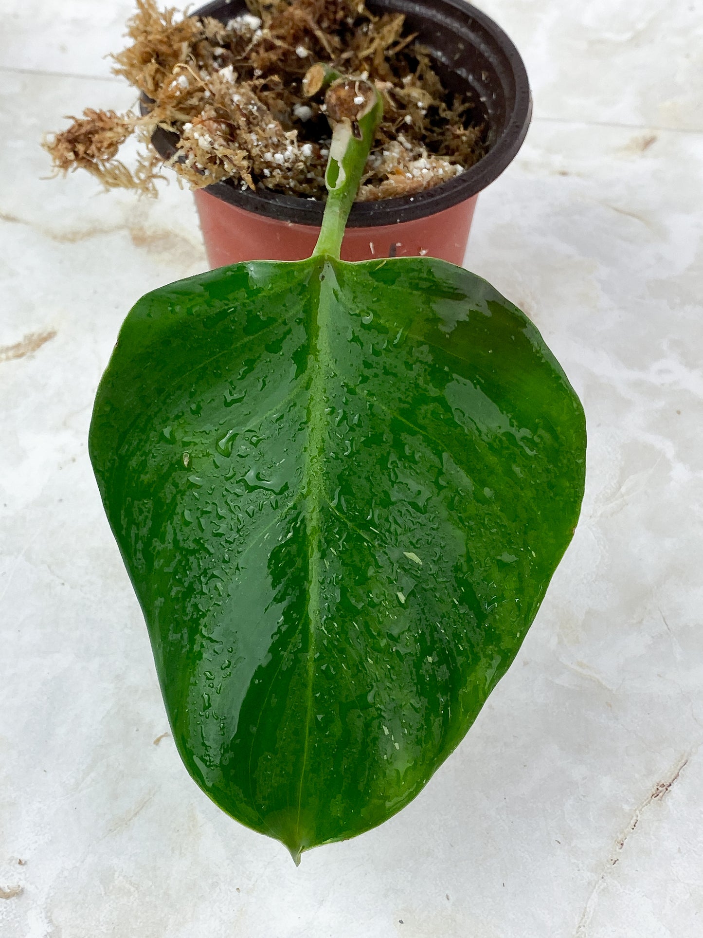 Philodendron White Wizard Rooted Cutting