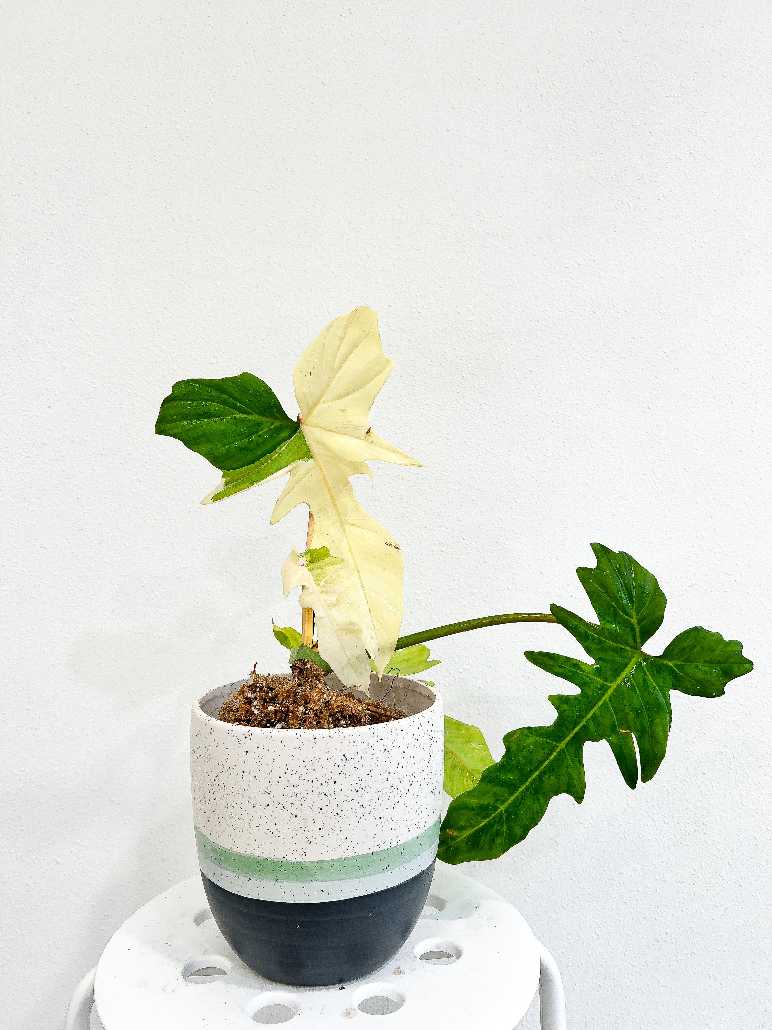 Philodendron Golden Dragon Variegated Rooted 2 leaves 1 sprout (New leaf has sectoral variegation)