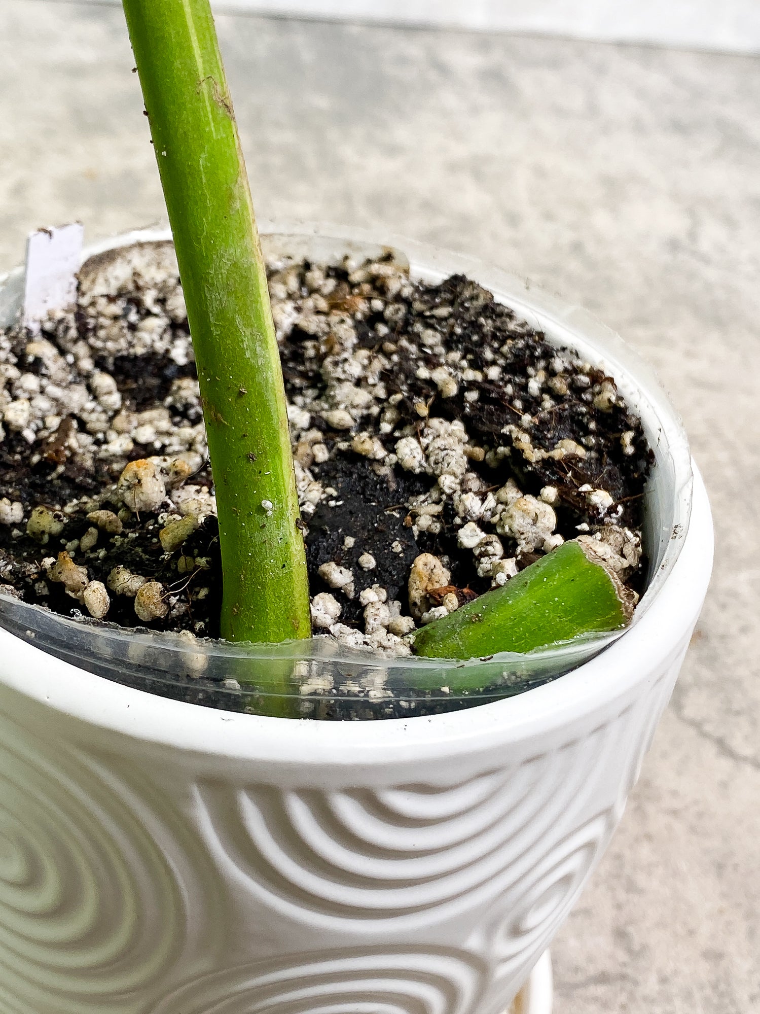 Monstera Aurea 1 leaf fully rooted