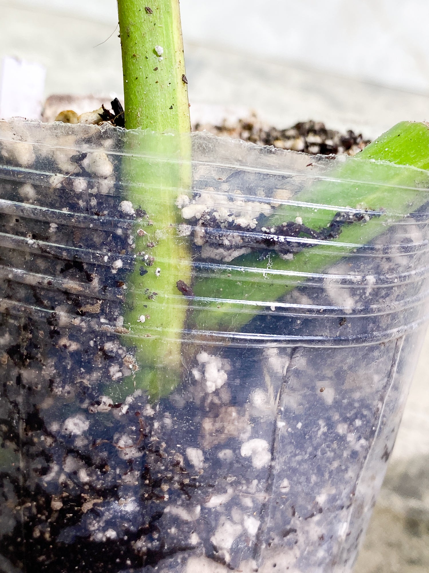 Monstera Aurea 1 leaf fully rooted