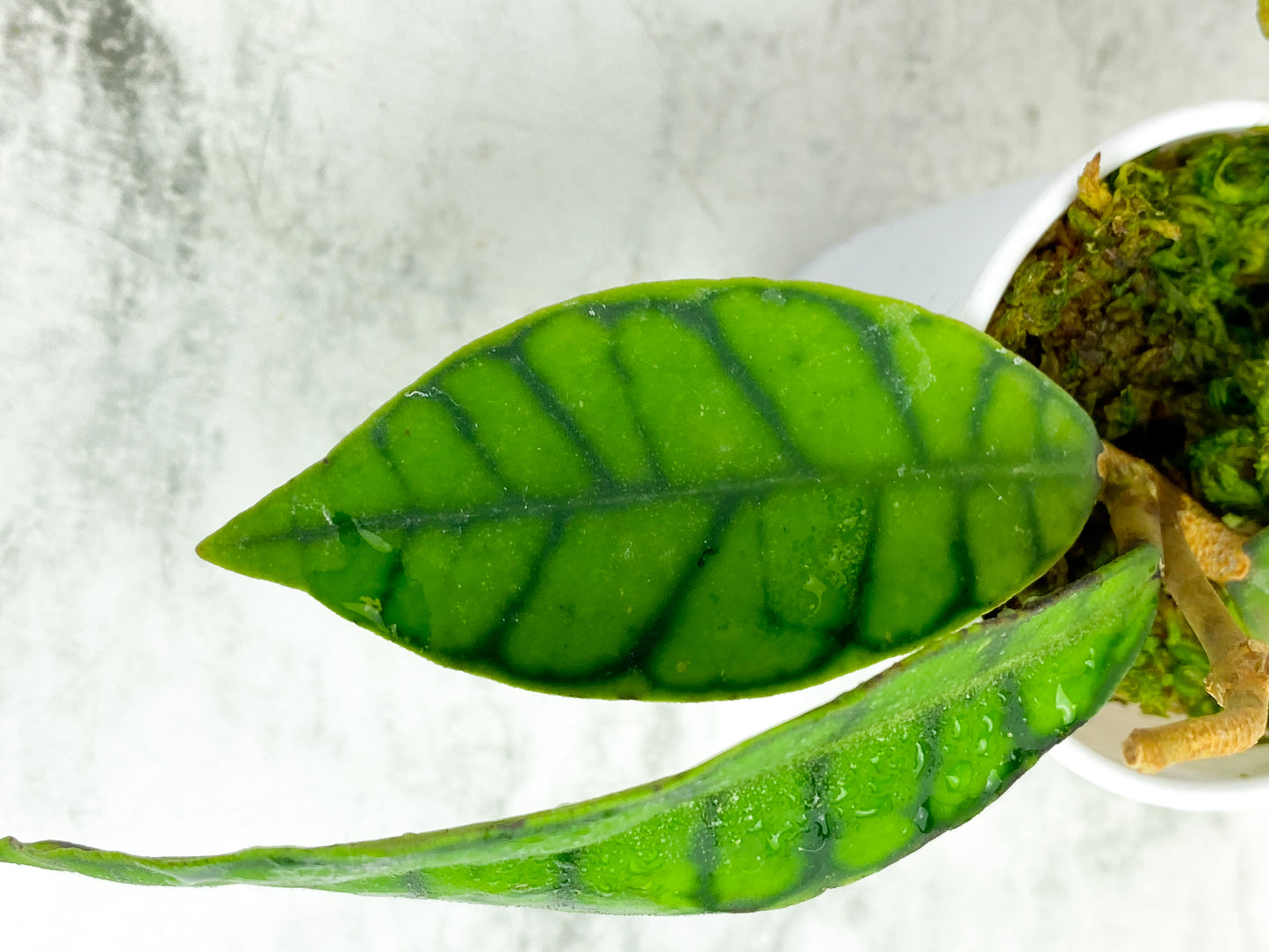 Hoya callistophylla short leaf - 3 leaves rooted