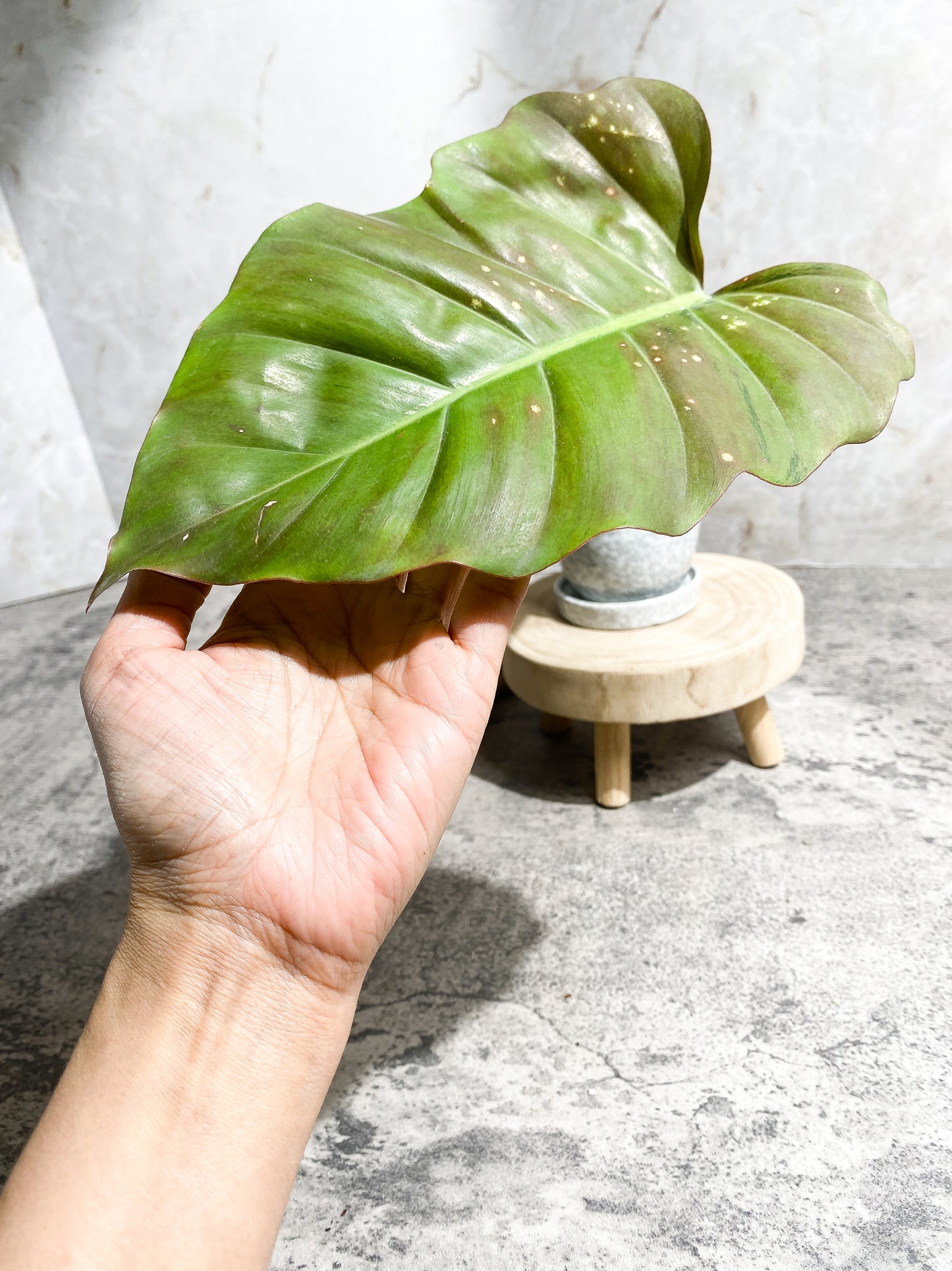 Grower Choice: Philodendron SnowDrifts 1 leaf 1 sprout Rooting