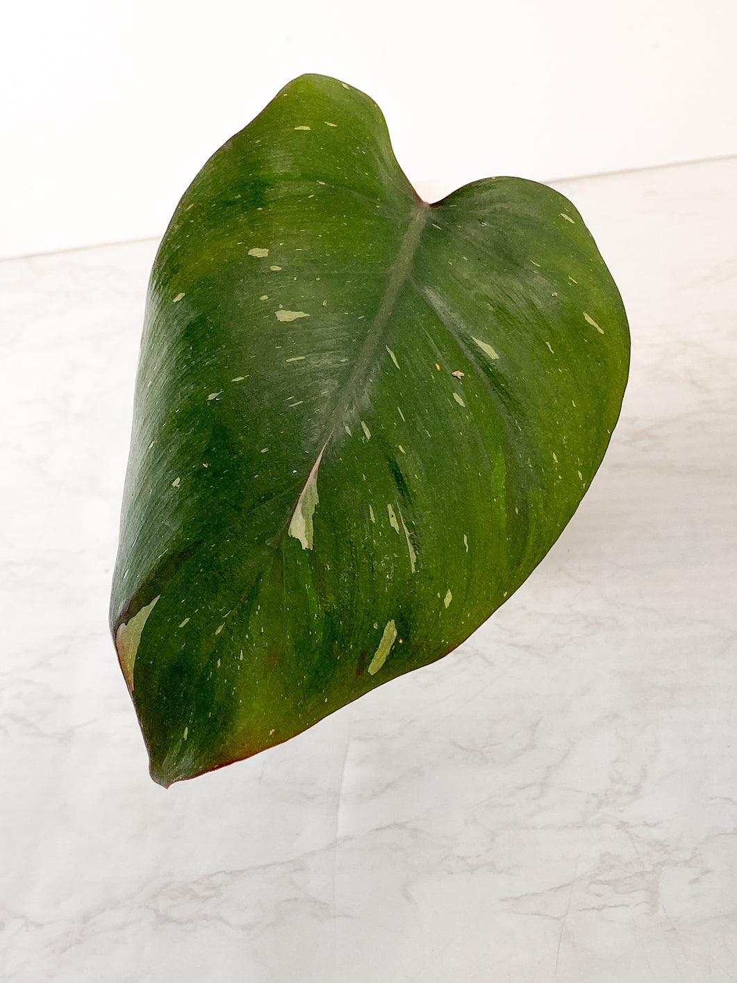 Philodendron Red Anderson 1 leaf Rooting
