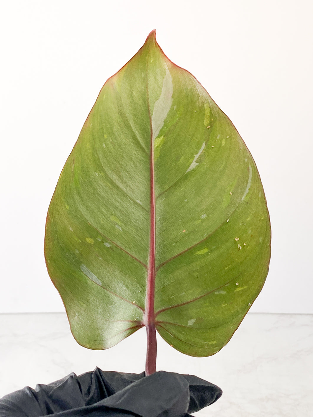 Philodendron Red Anderson 1 leaf Rooting