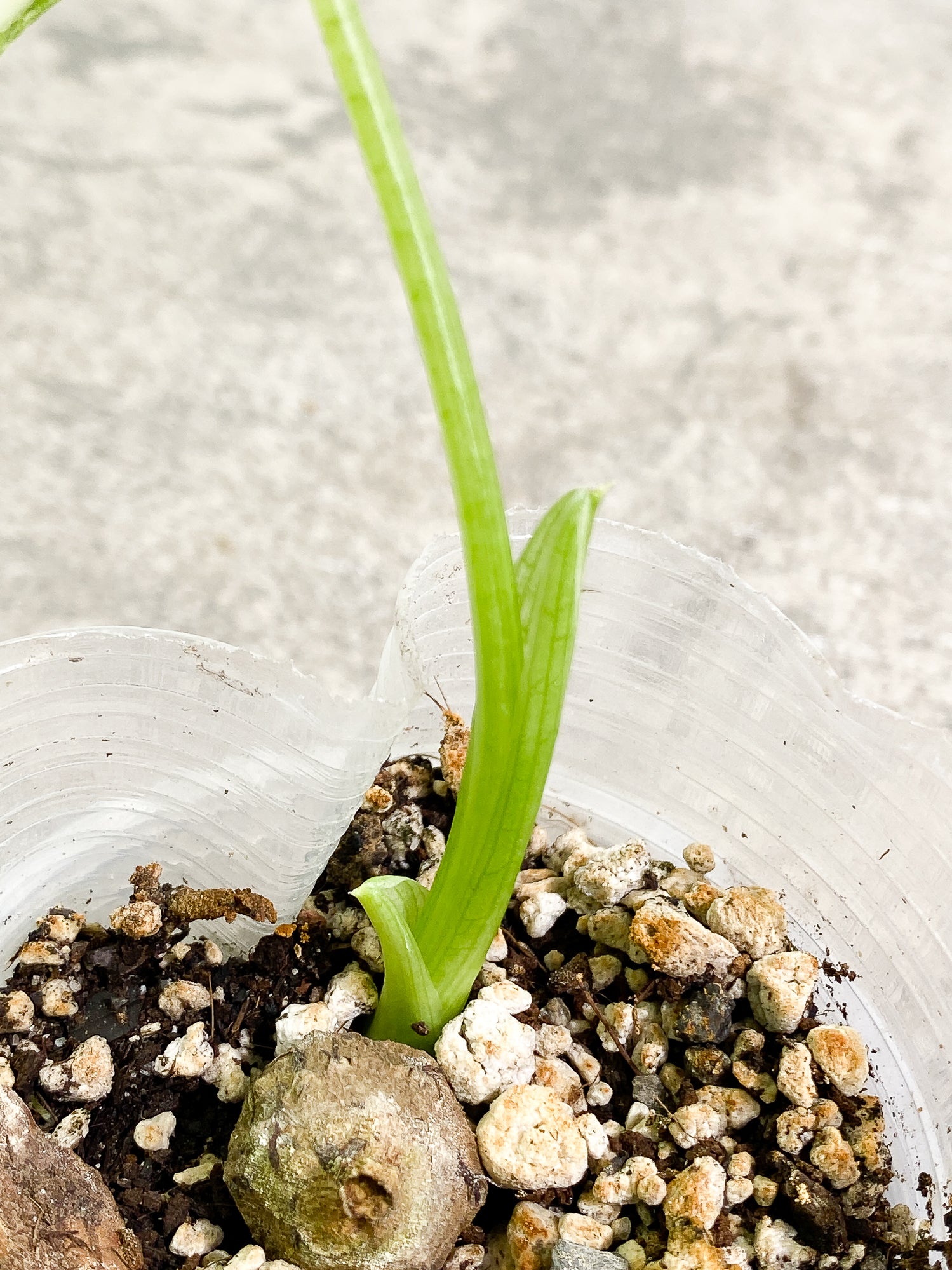 Alocasia Frydek Variegated 1 leaf slightly rooted