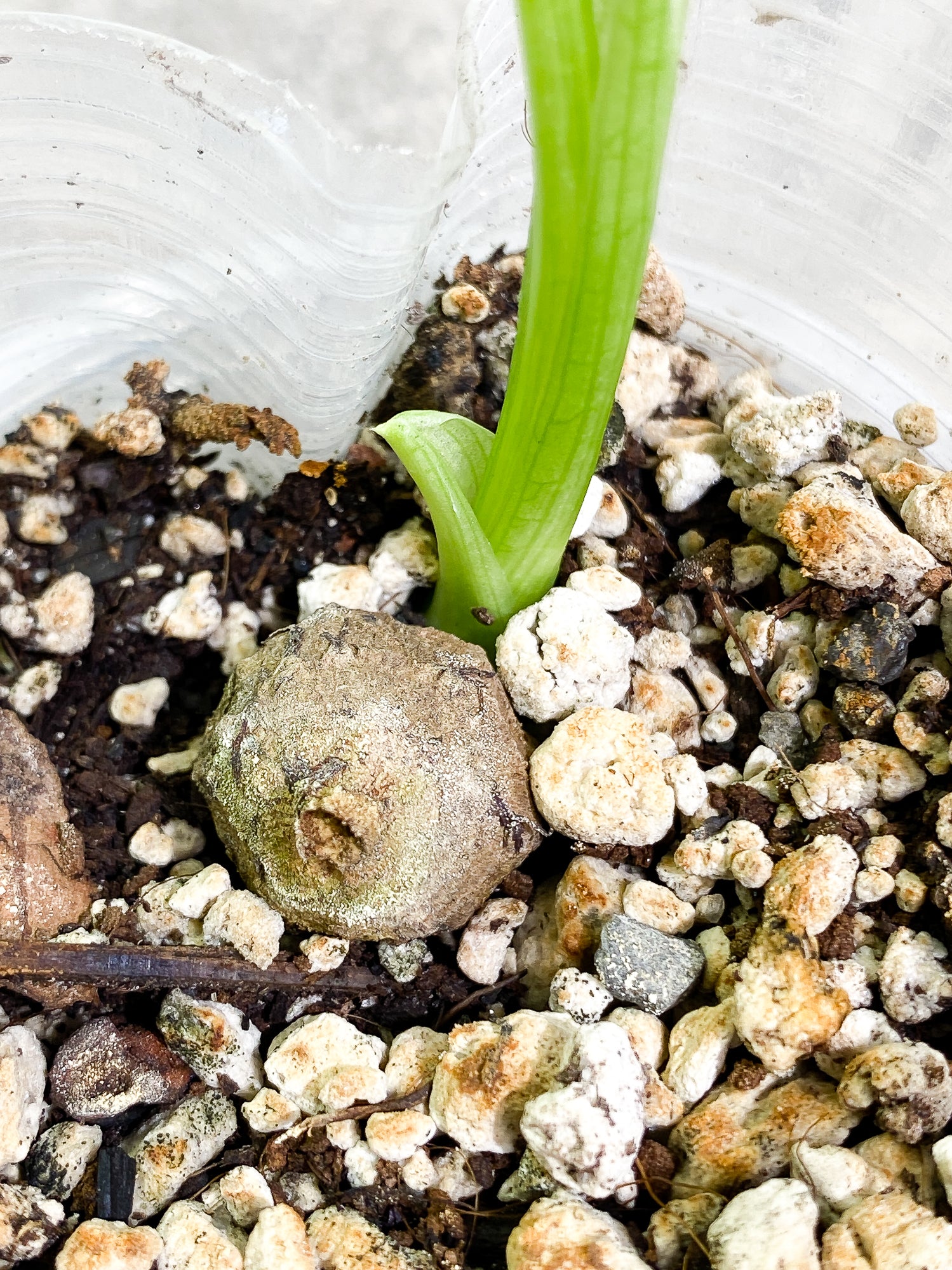 Alocasia Frydek Variegated 1 leaf slightly rooted