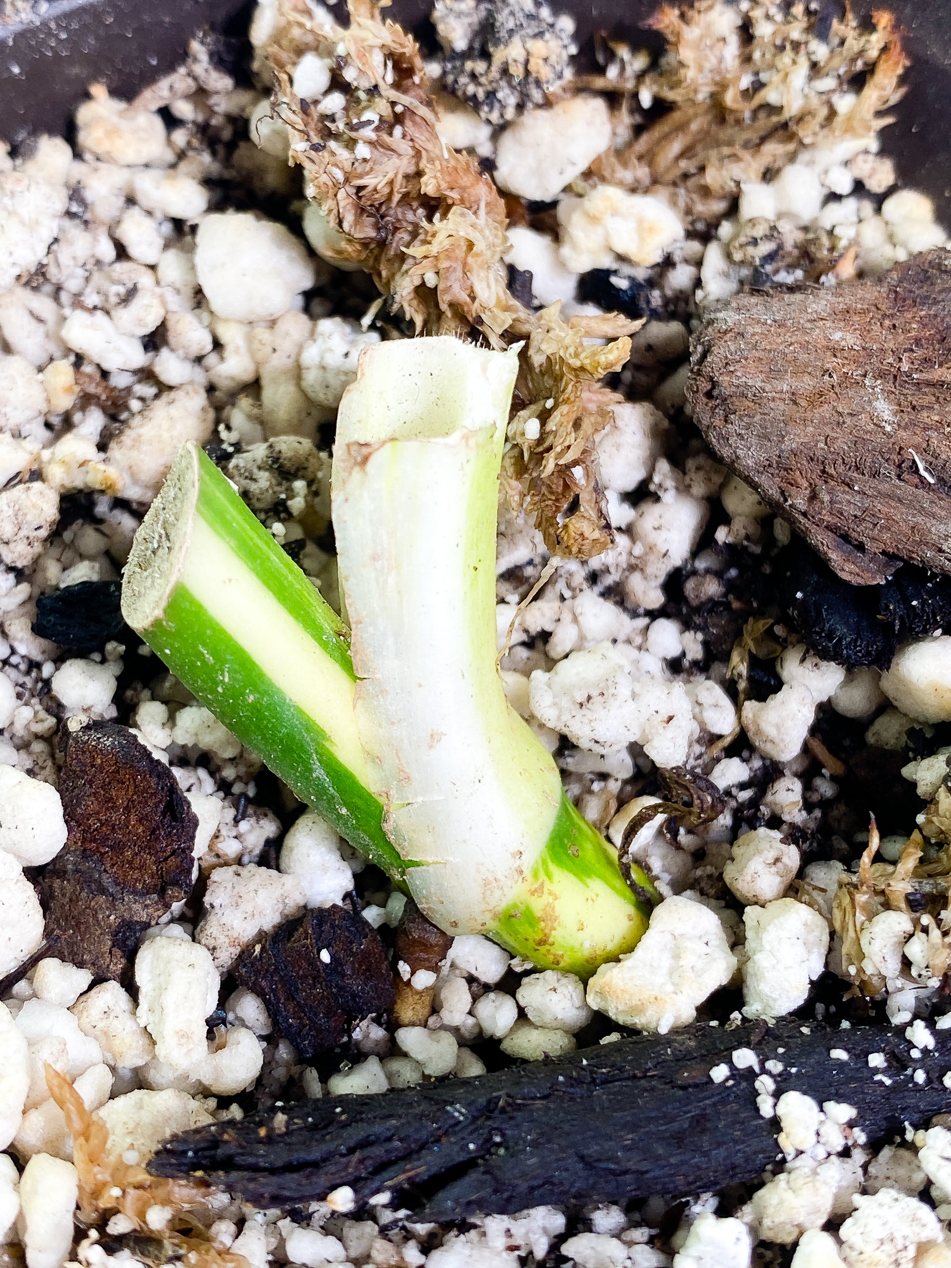 Monstera Standleyana Aurea Rooted node Highly Variegated