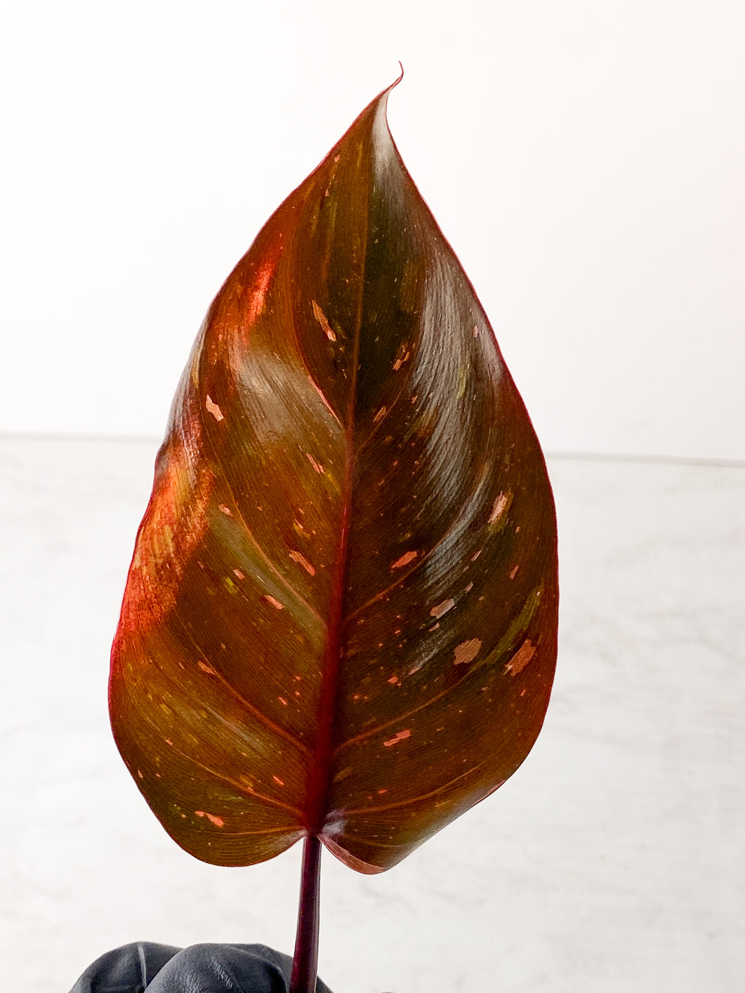 Philodendron Red Anderson 2 leaves Rooting