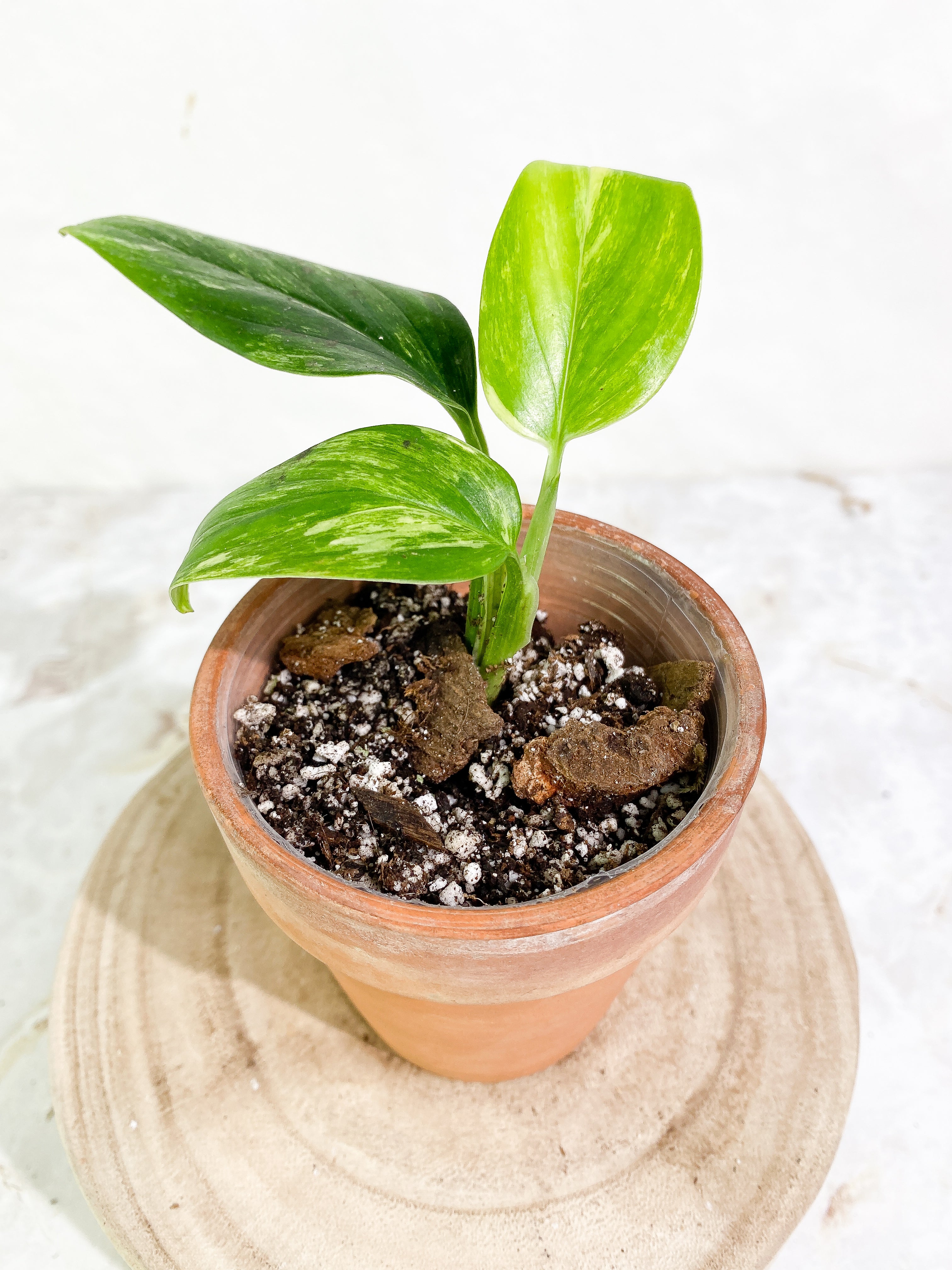 Monstera Standleyana Aurea 3 leaves Rooted