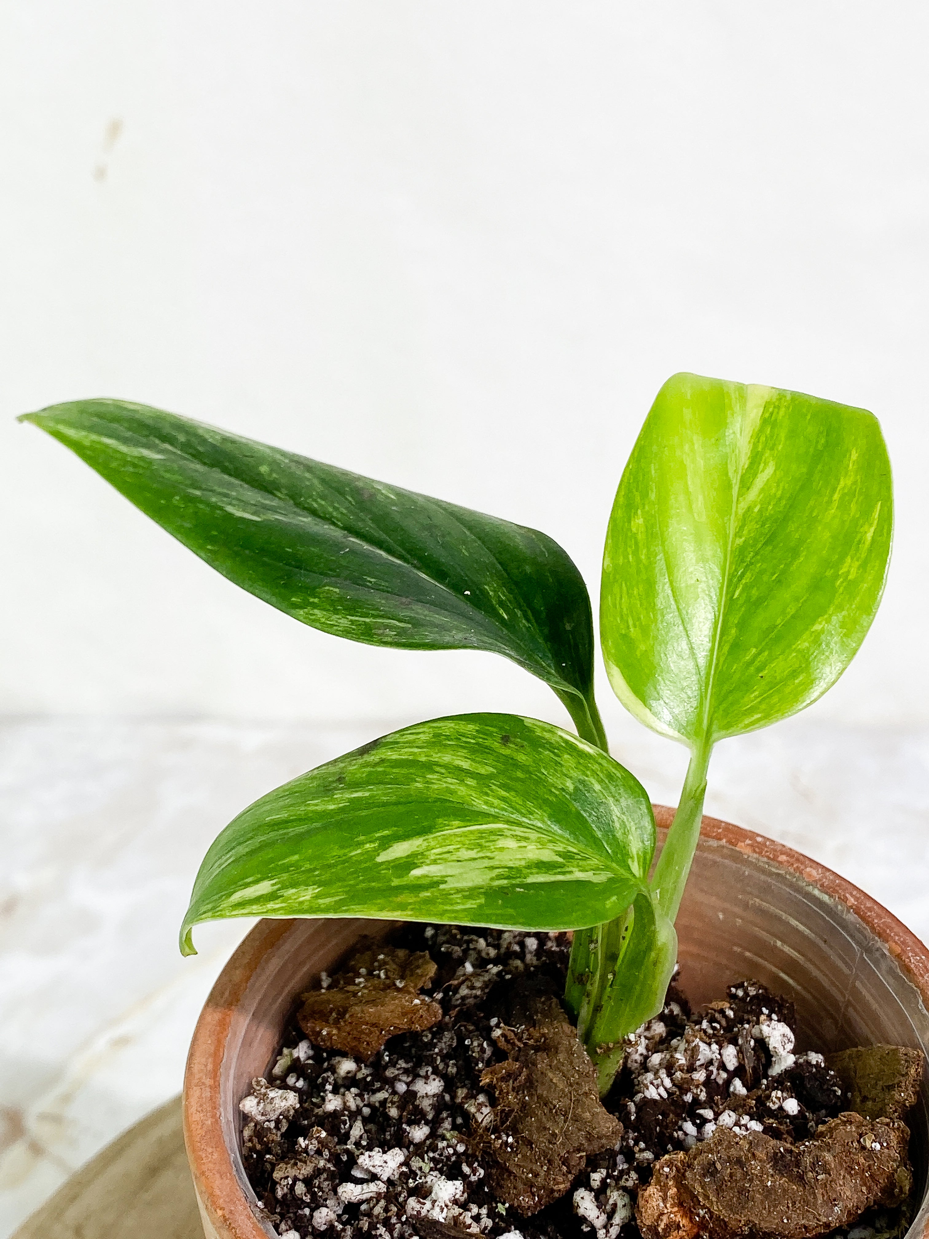 Monstera Standleyana Aurea 3 leaves Rooted