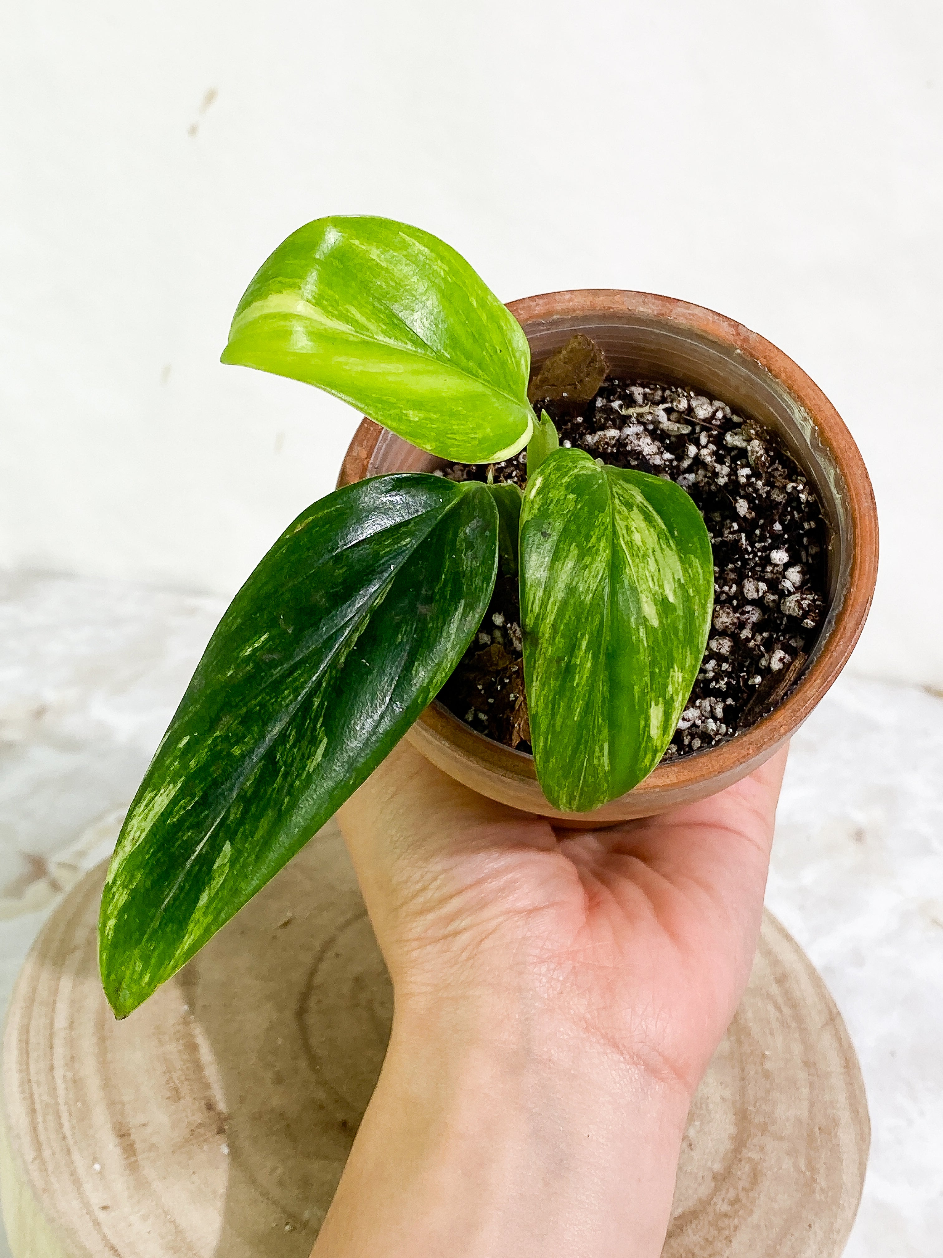 Monstera Standleyana Aurea 3 leaves Rooted