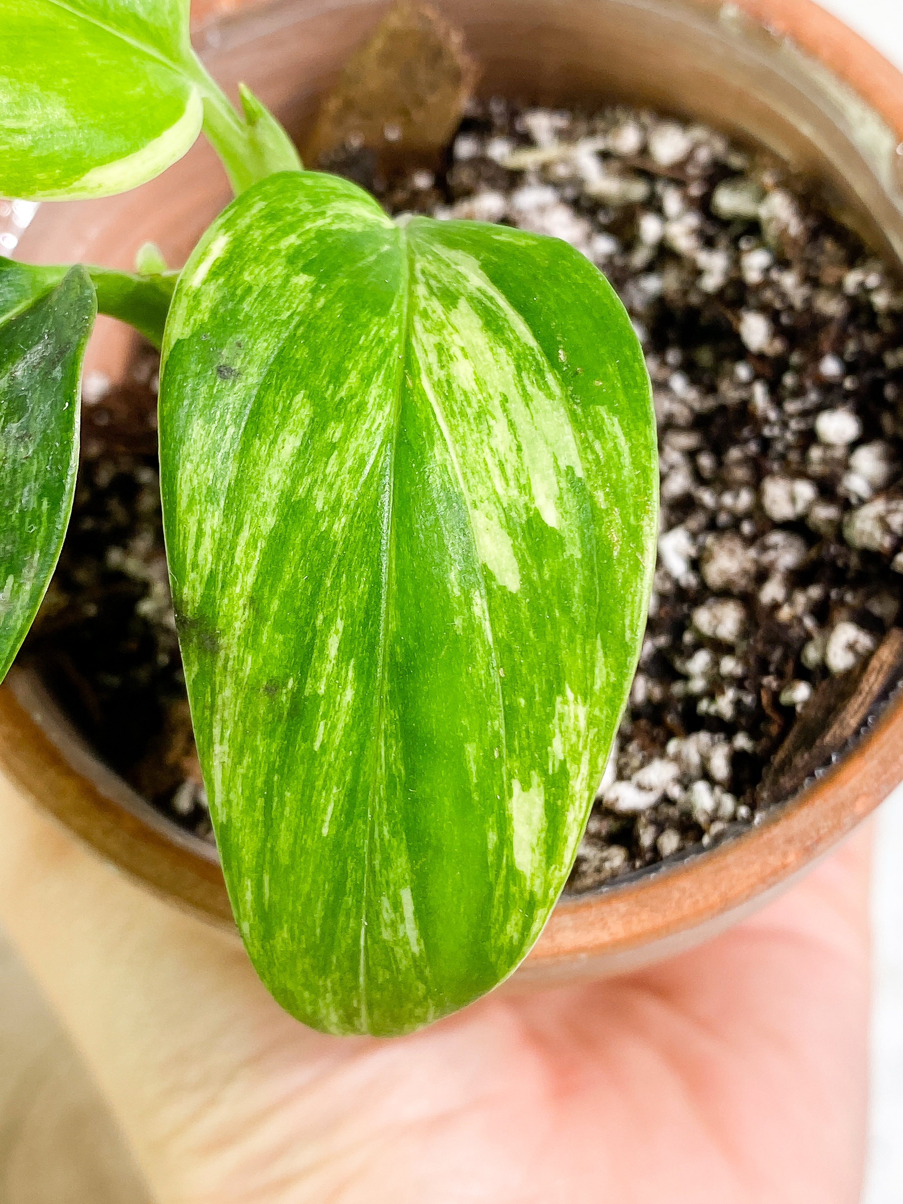 Monstera Standleyana Aurea 3 leaves Rooted