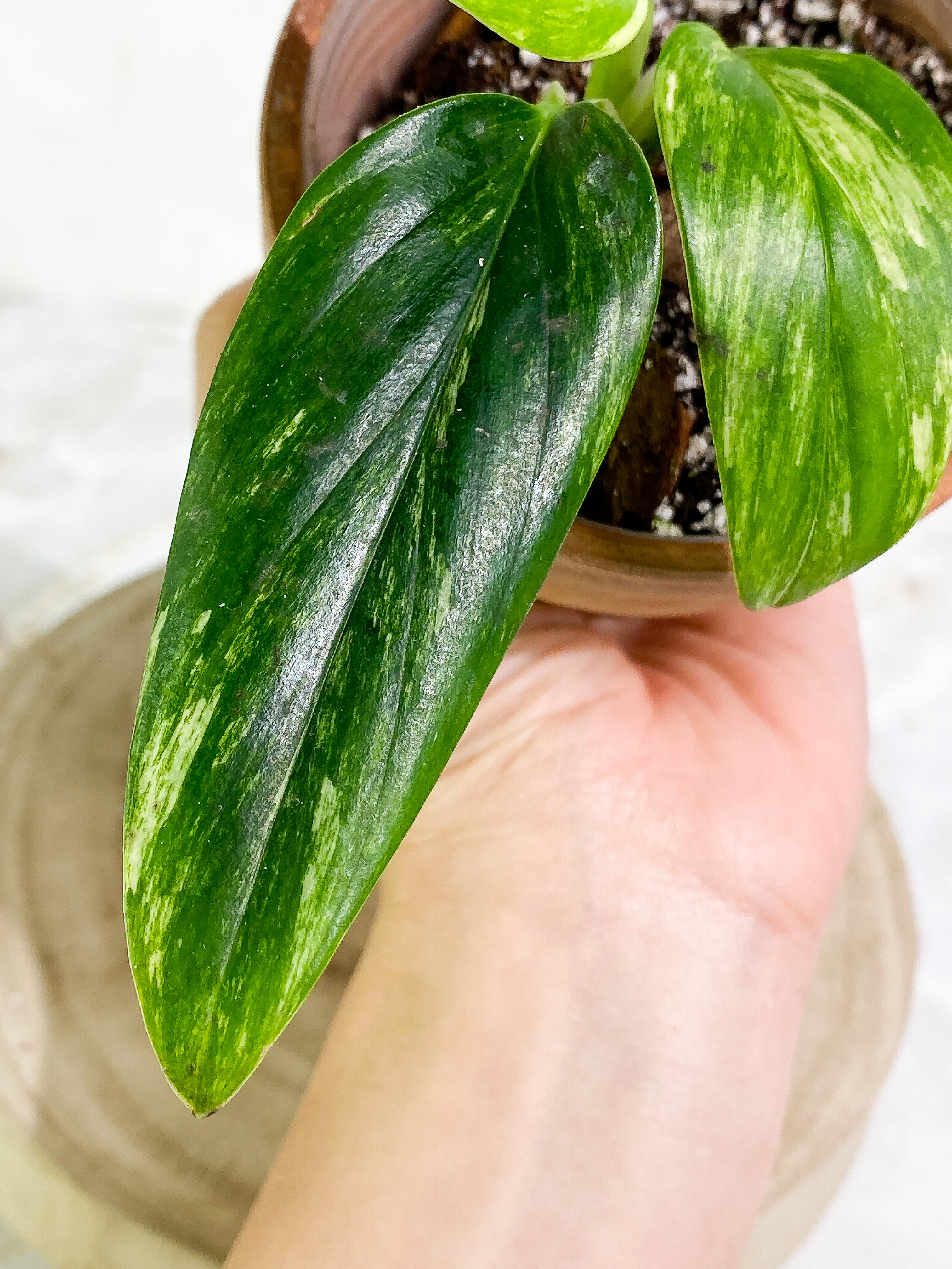 Monstera Standleyana Aurea 3 leaves Rooted