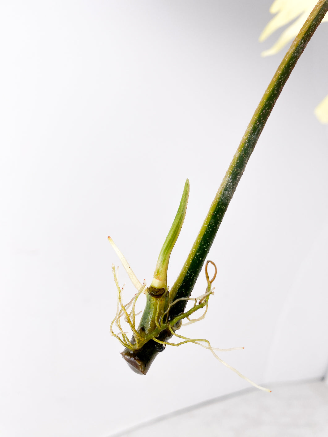 Philodendron Florida Beauty 1 leaf 1 sprout