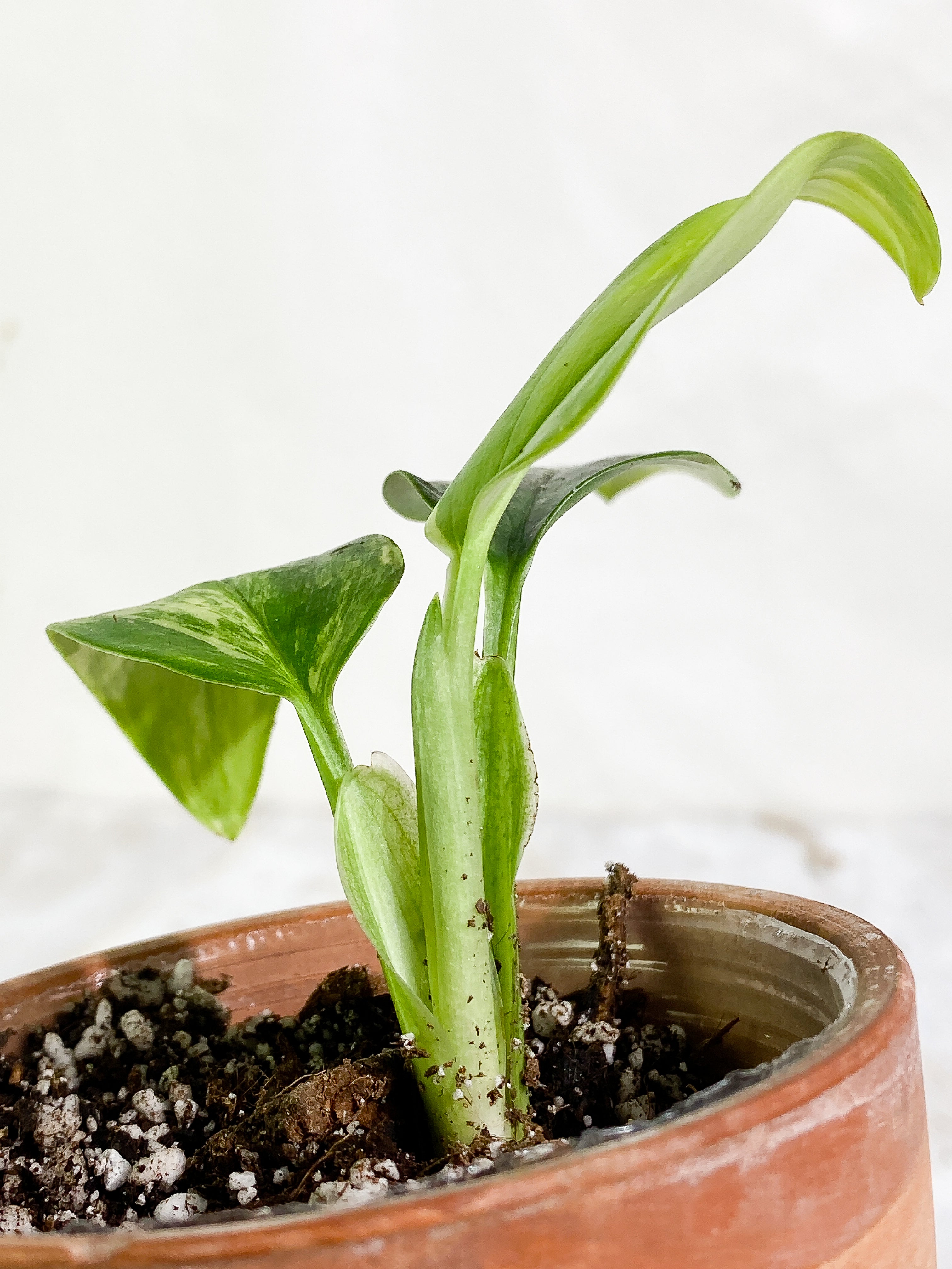 Monstera Standleyana Aurea 3 leaves Rooted