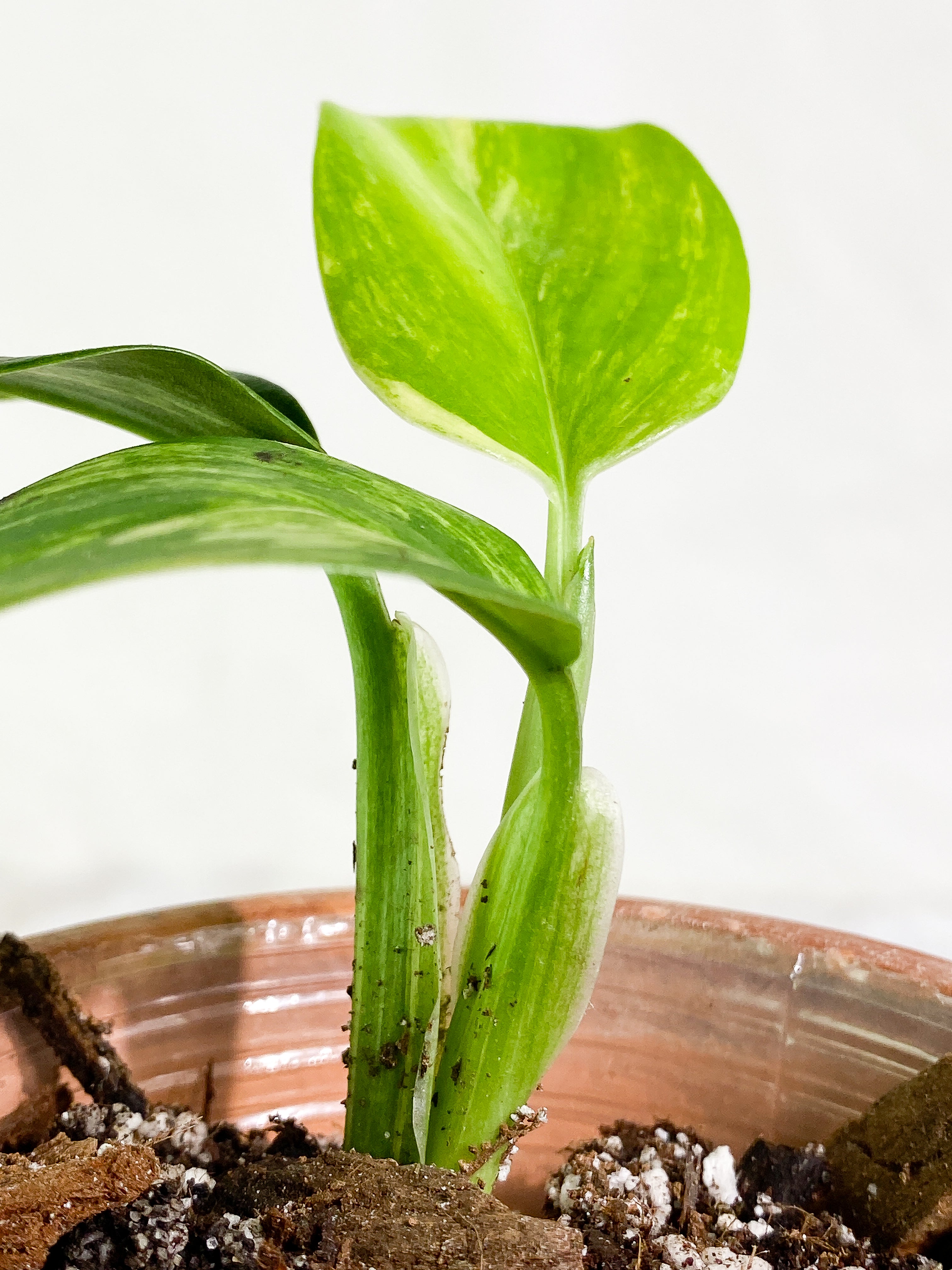 Monstera Standleyana Aurea 3 leaves Rooted