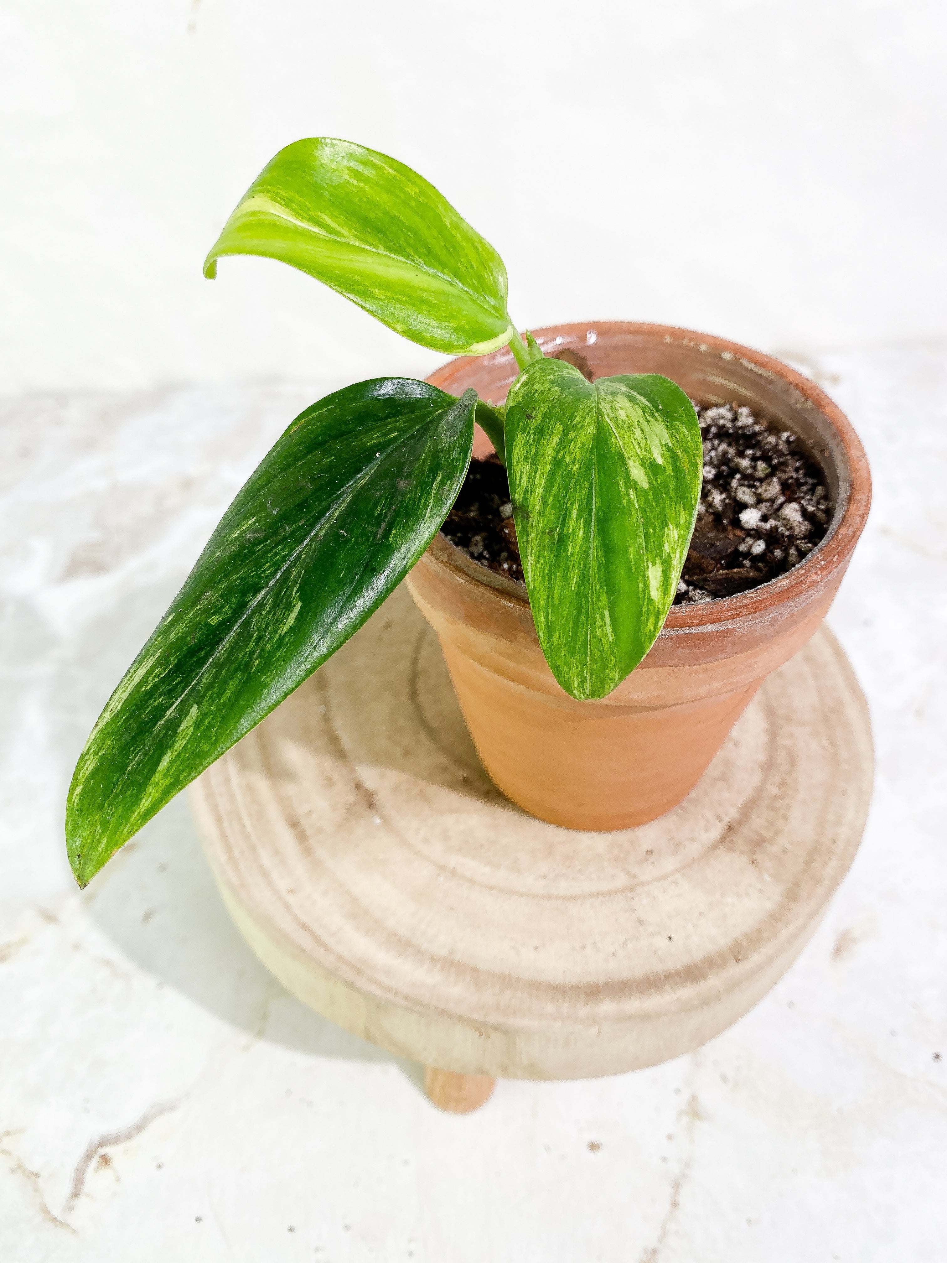 Monstera Standleyana Aurea 3 leaves Rooted