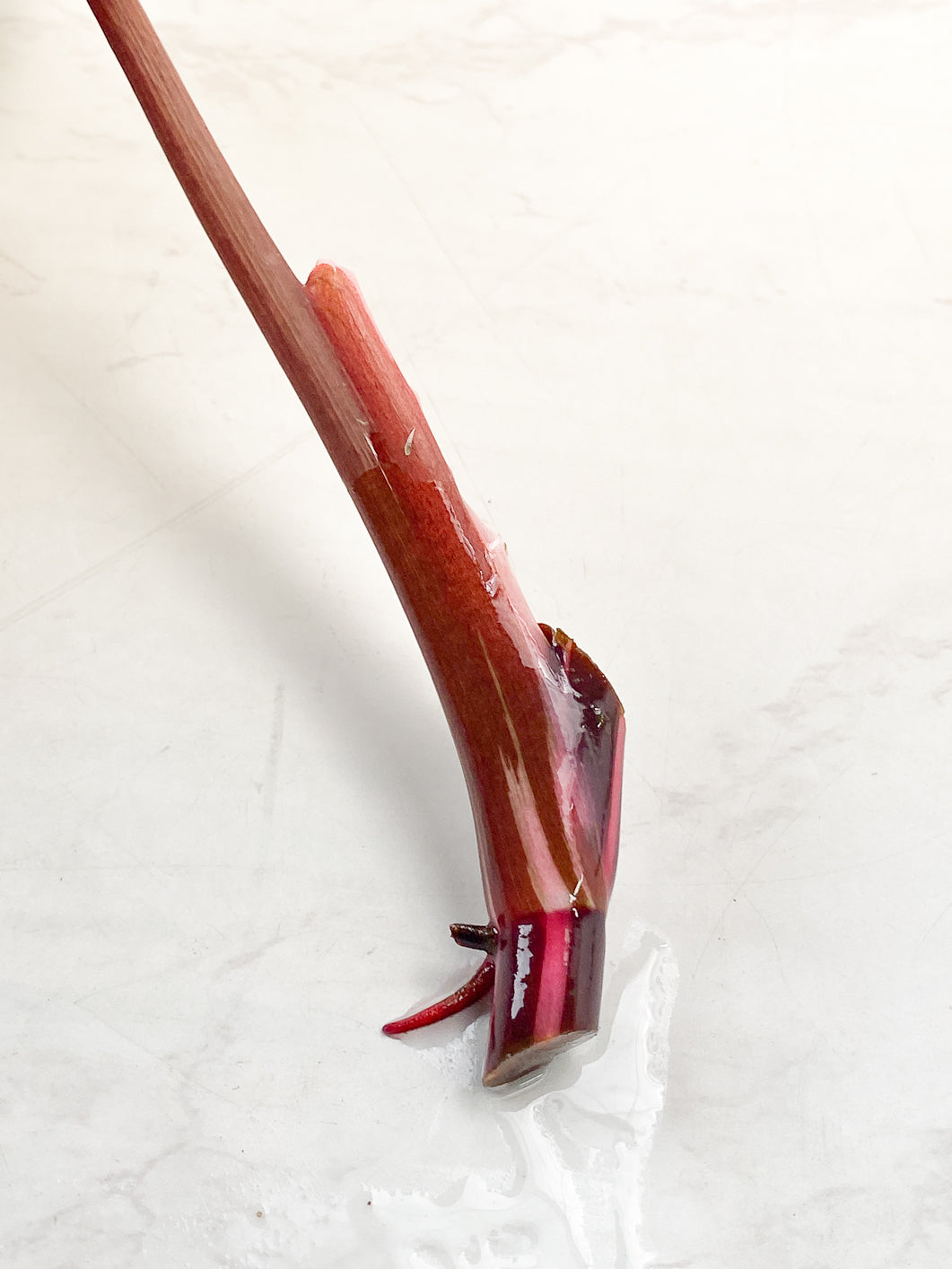 Philodendron Red Anderson Rooting node