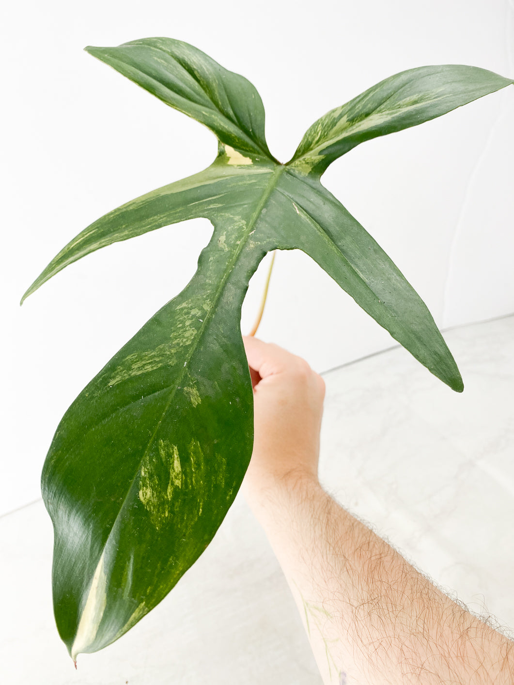 Philodendron Florida Beauty 1 leaf 1 sprout