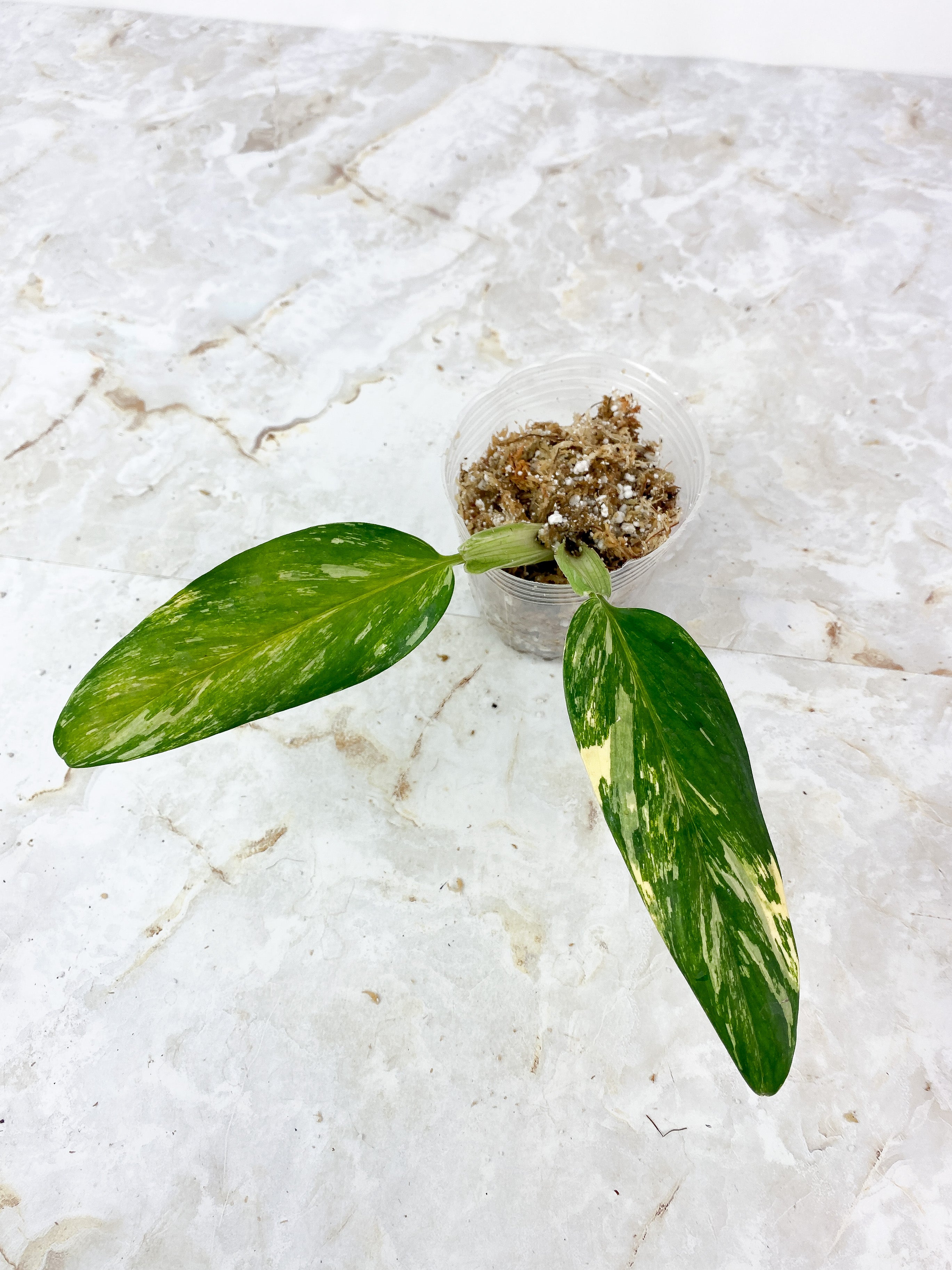 Monstera Standleyana Aurea Rooted 2 Big Leaves