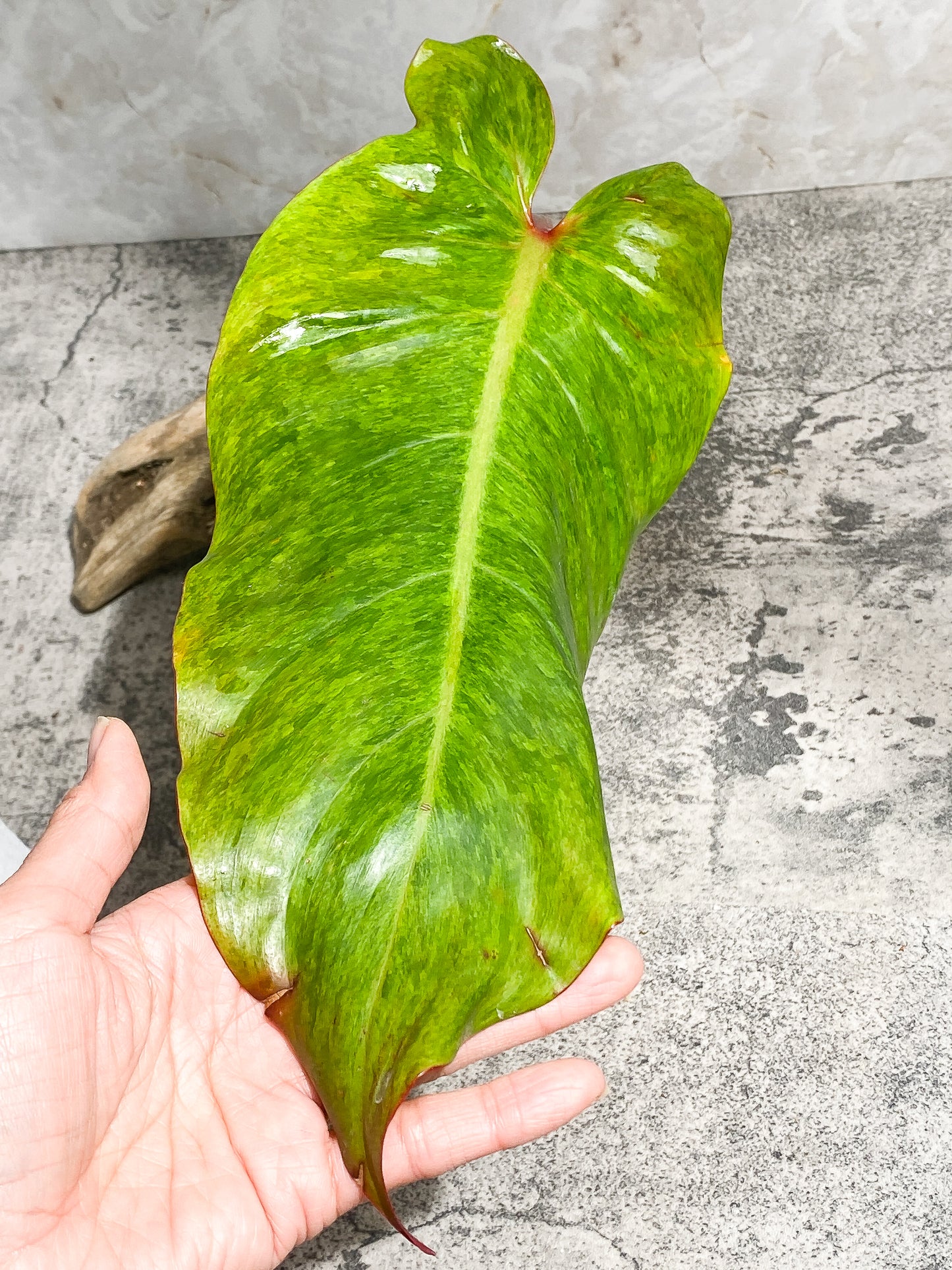 Philodendron Orange Marmalade 1 giant leaf (13") 1 sprout Rooting Top Cutting