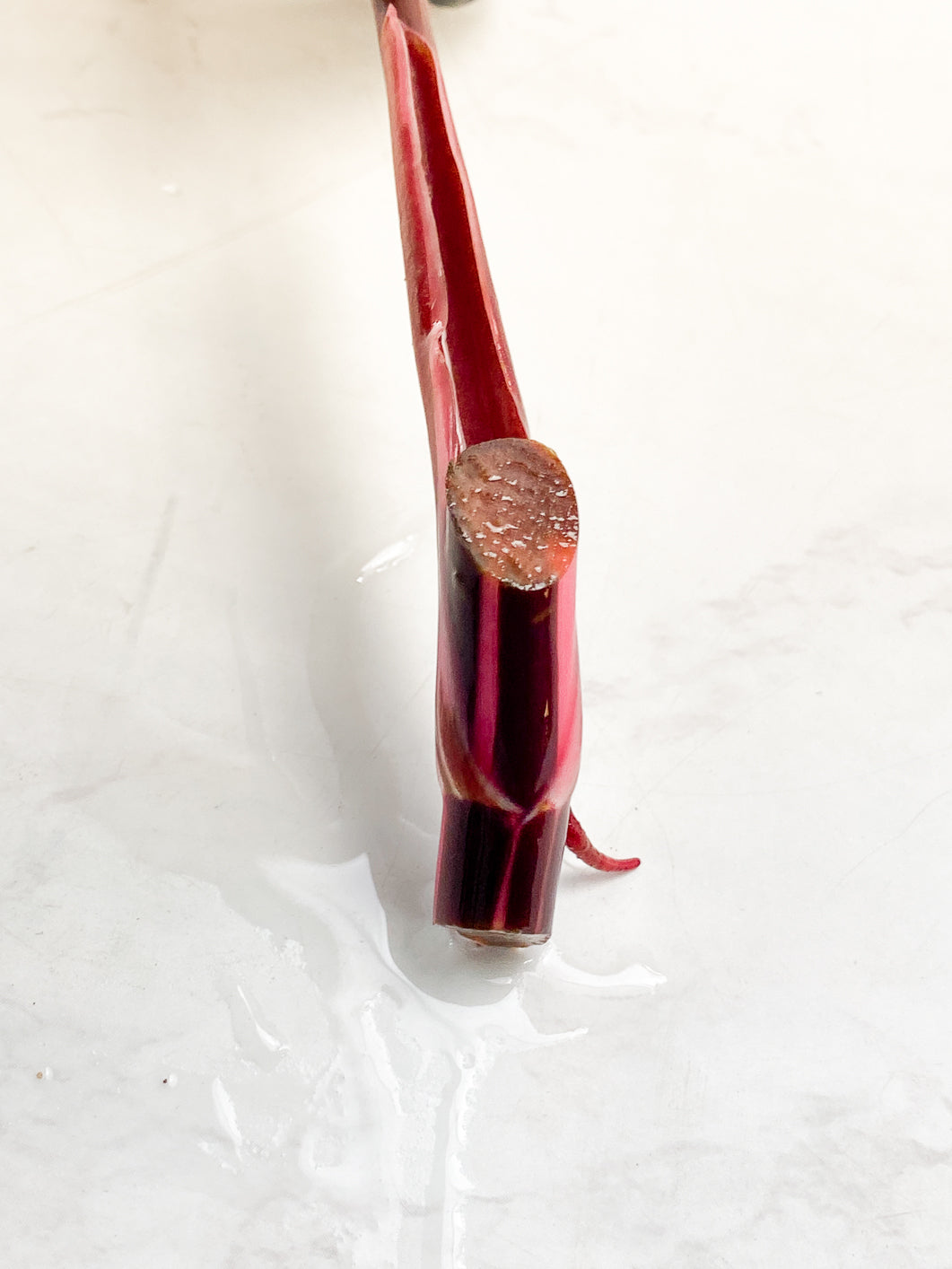 Philodendron Red Anderson Rooting node