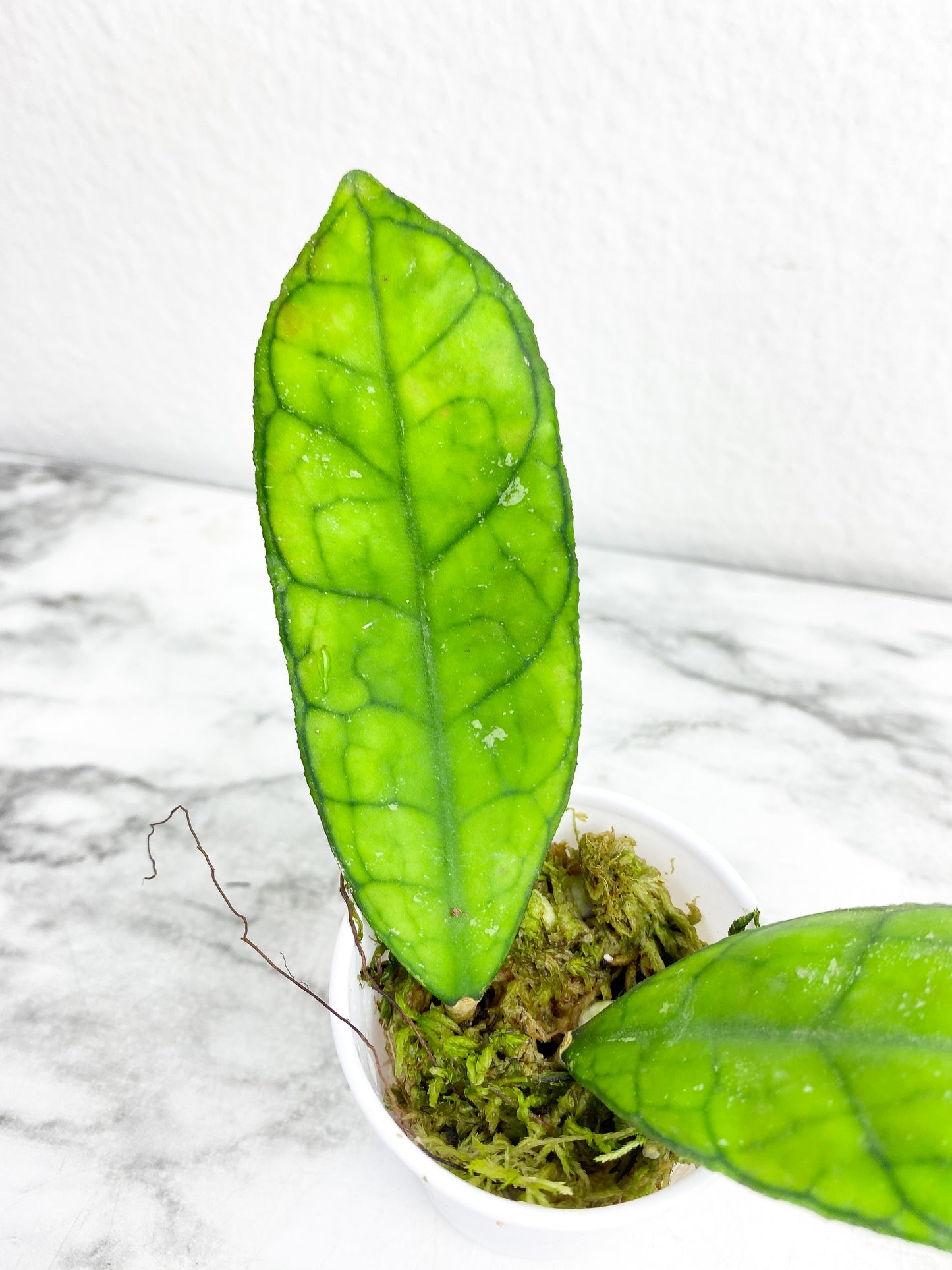 Grower Choice:  Hoya Finlaysonii rooted  2 leaves