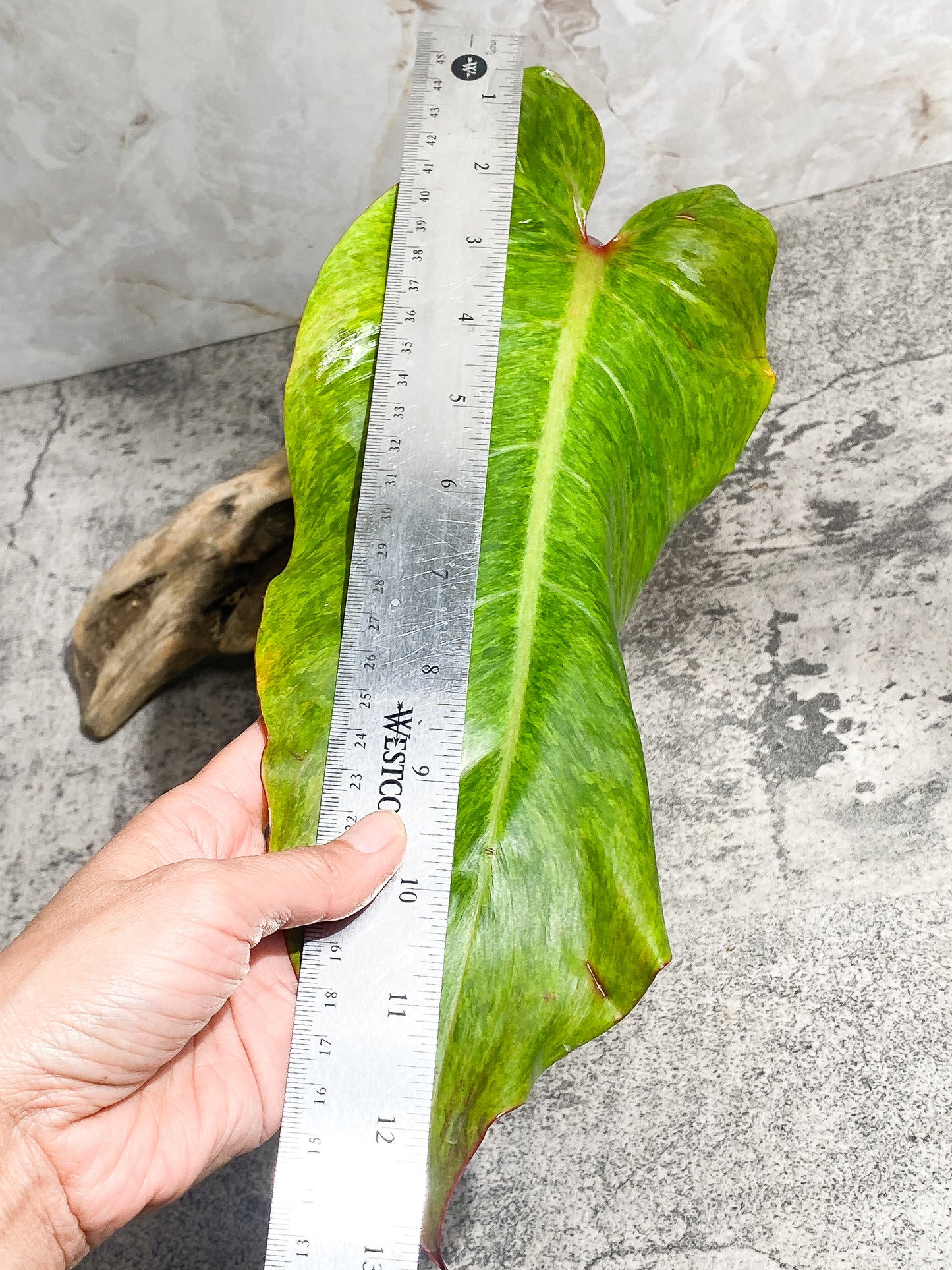 Philodendron Orange Marmalade 1 giant leaf (13") 1 sprout Rooting Top Cutting