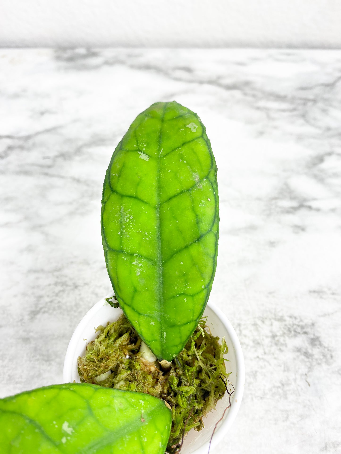 Grower Choice:  Hoya Finlaysonii rooted  2 leaves