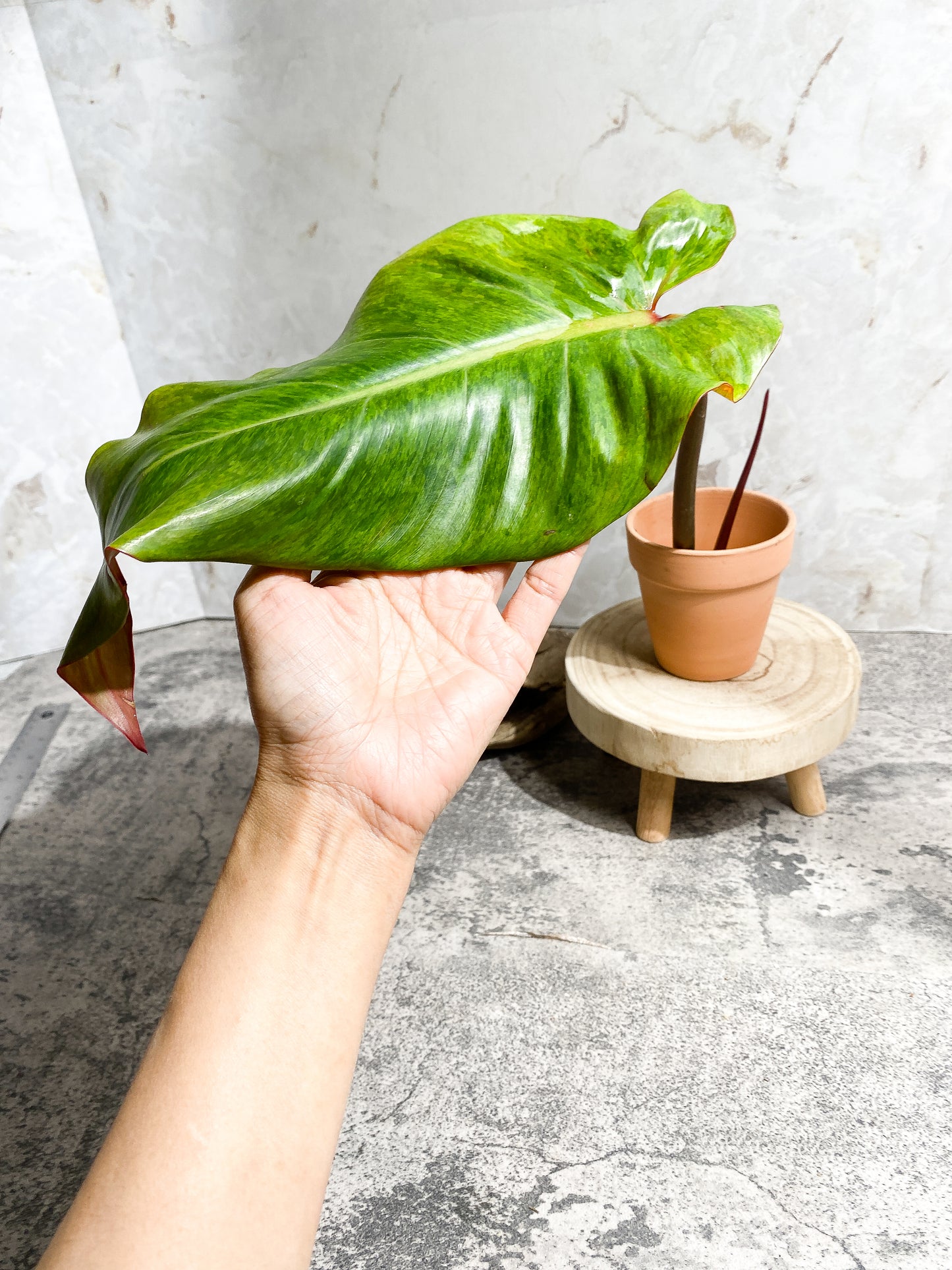 Philodendron Orange Marmalade 1 giant leaf (13") 1 sprout Rooting Top Cutting