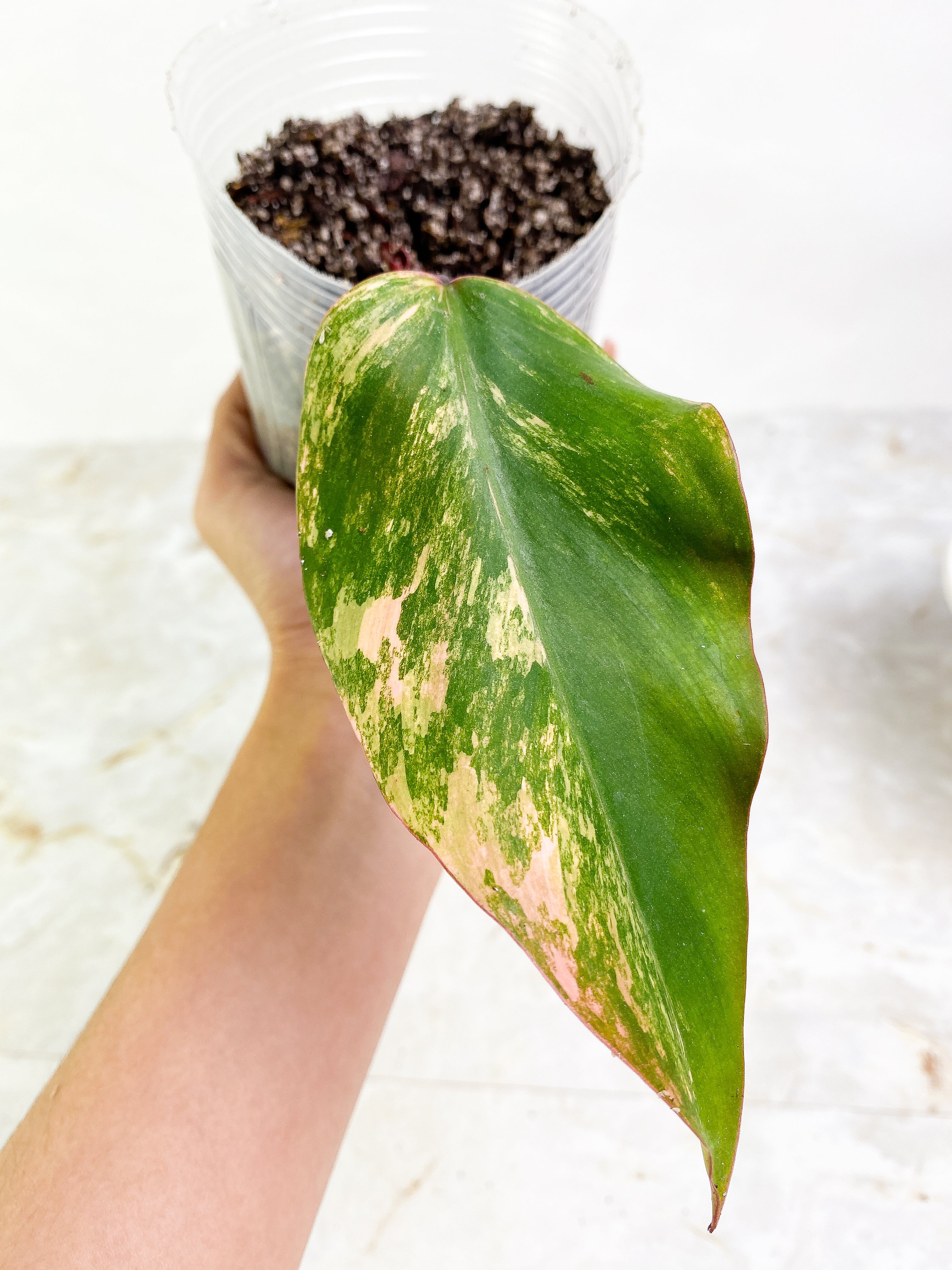 Philodendron Strawberry Shake rooted 1 leaf