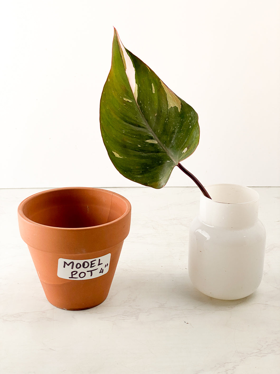 Philodendron Red Anderson 1 leaf slightly rooted in water